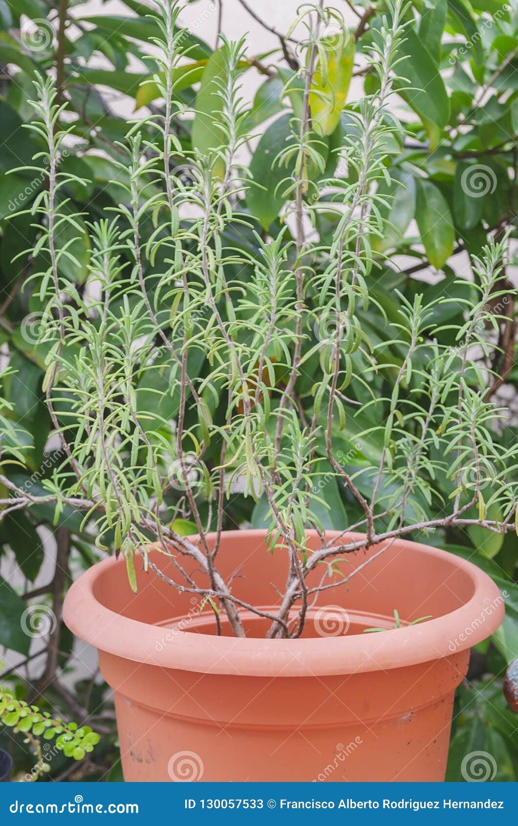 Rosemary Plant Growing In The Garden Stock Image Image Of