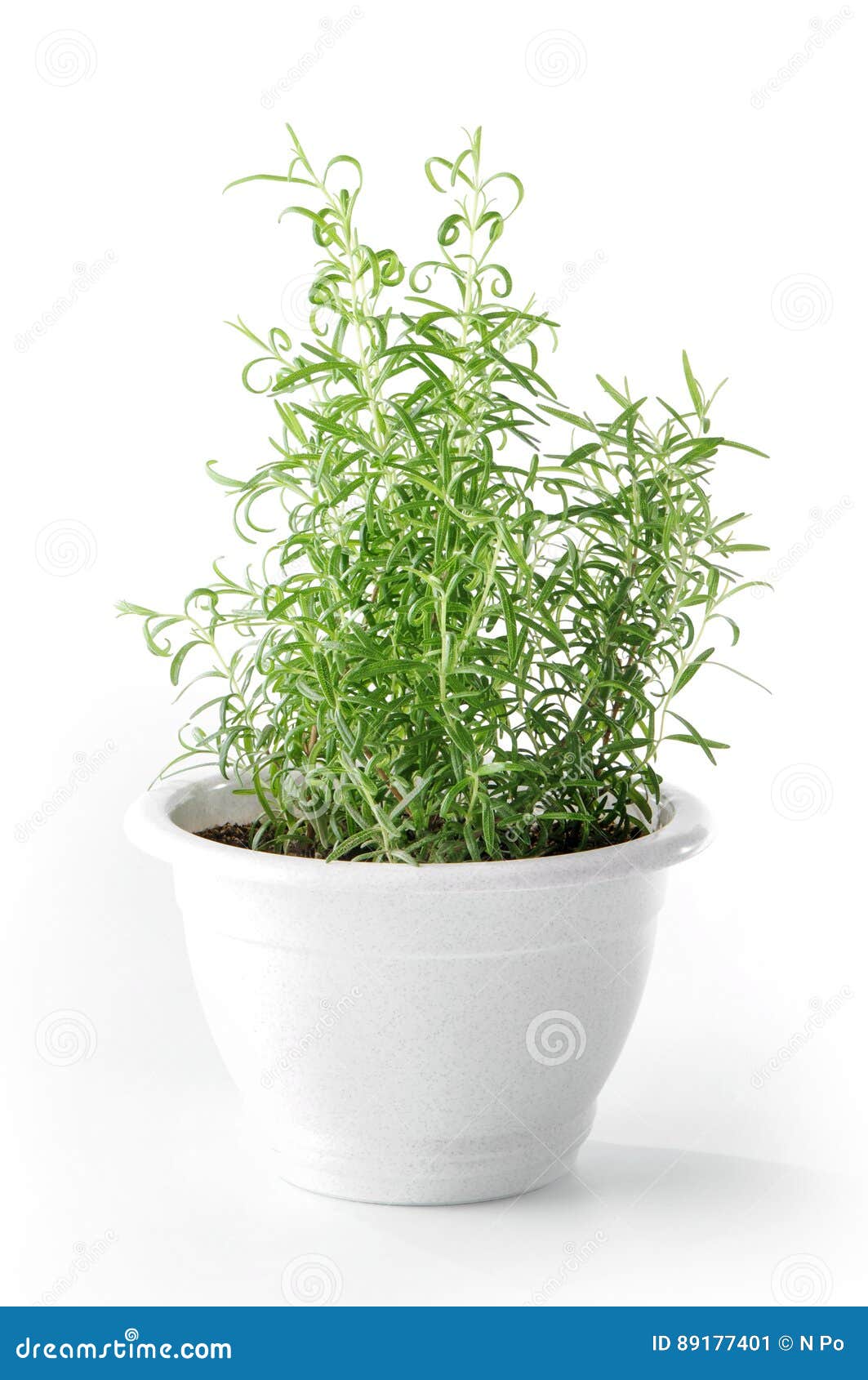 Rosemary Plant in Pot on White Background Stock Image Image of sprout
