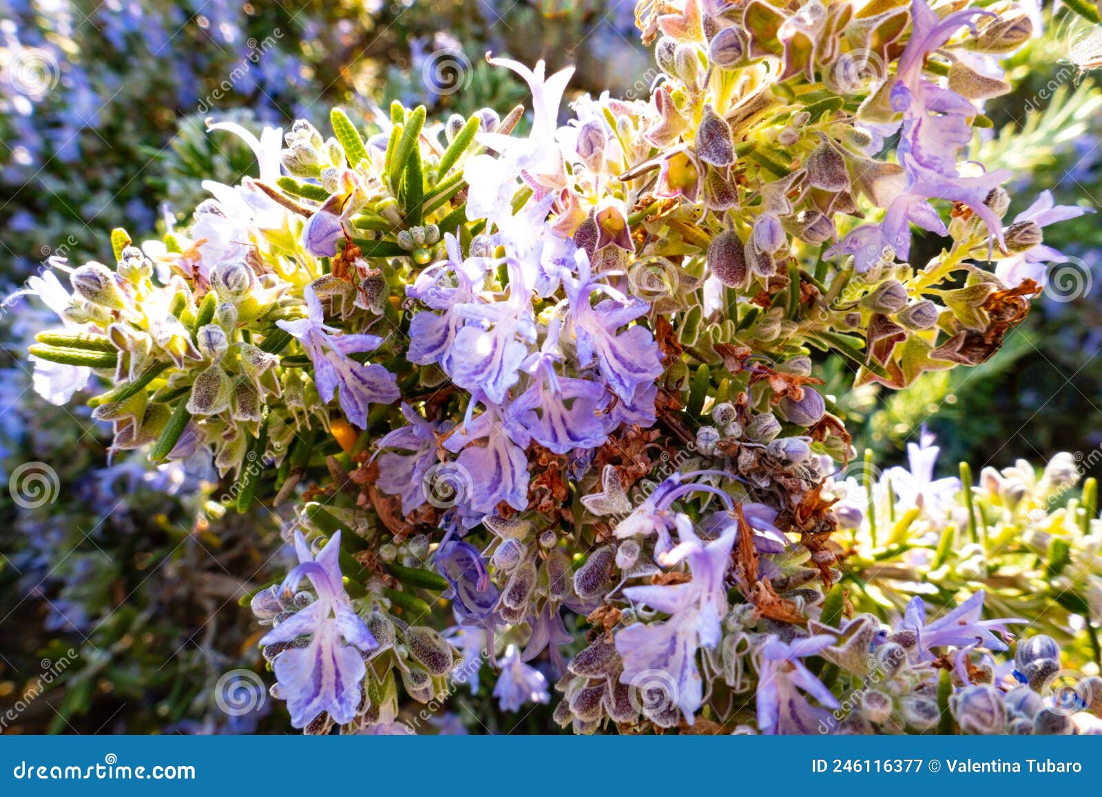 Rosemary in Bloom at Springtime Stock Image Image of revival, purple