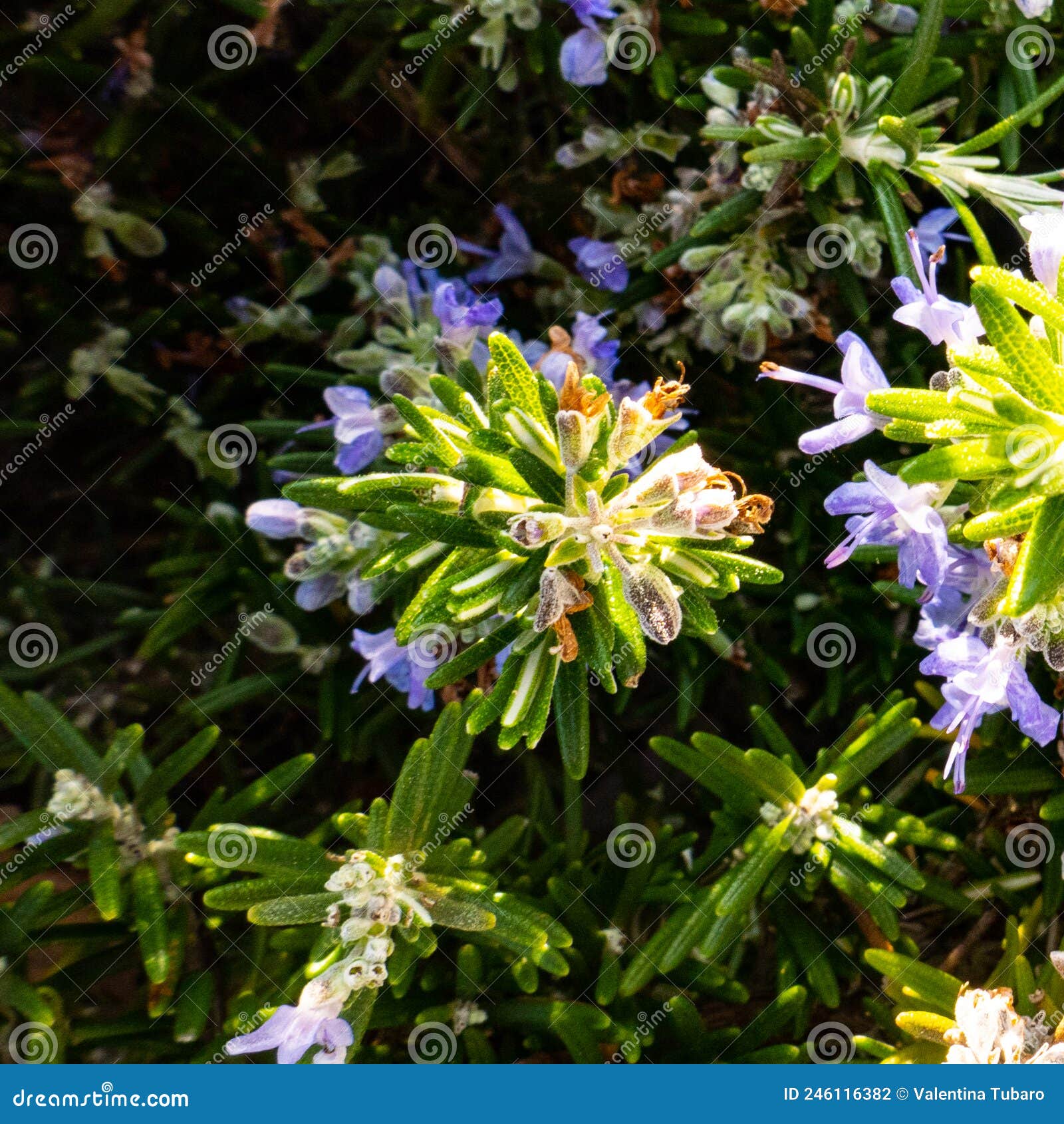 Rosemary in Bloom at Springtime Stock Photo Image of green, bloom