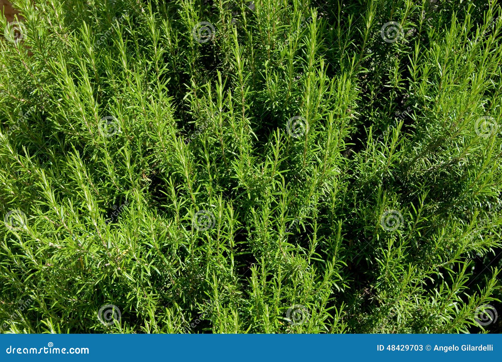 Rosemary stock image. Image of rosemary, plant, flavor 48429703
