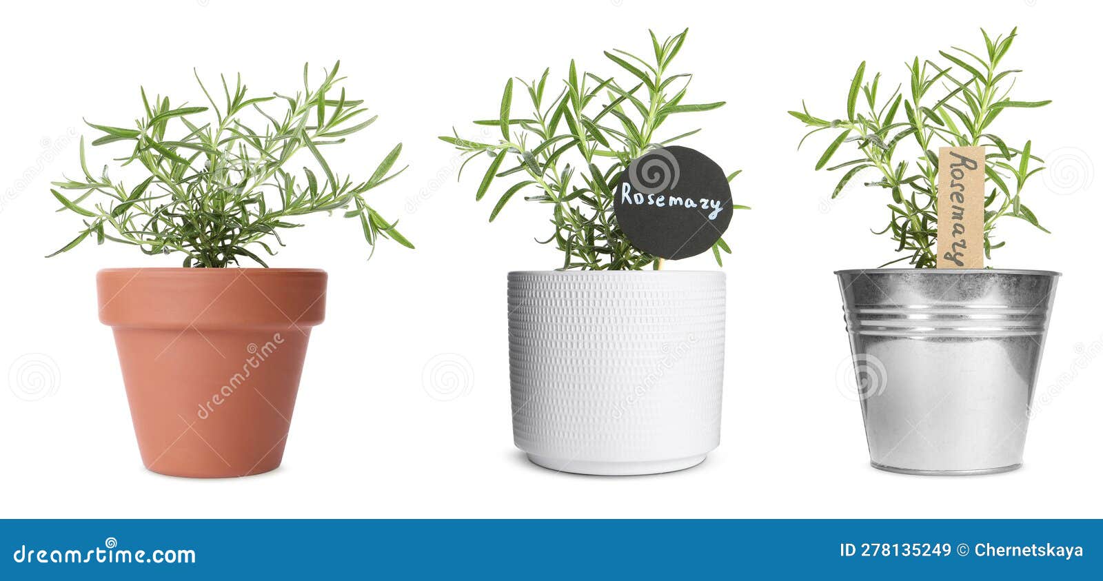 Rosemary Plants Growing in Different Pots Isolated on White Stock Image
