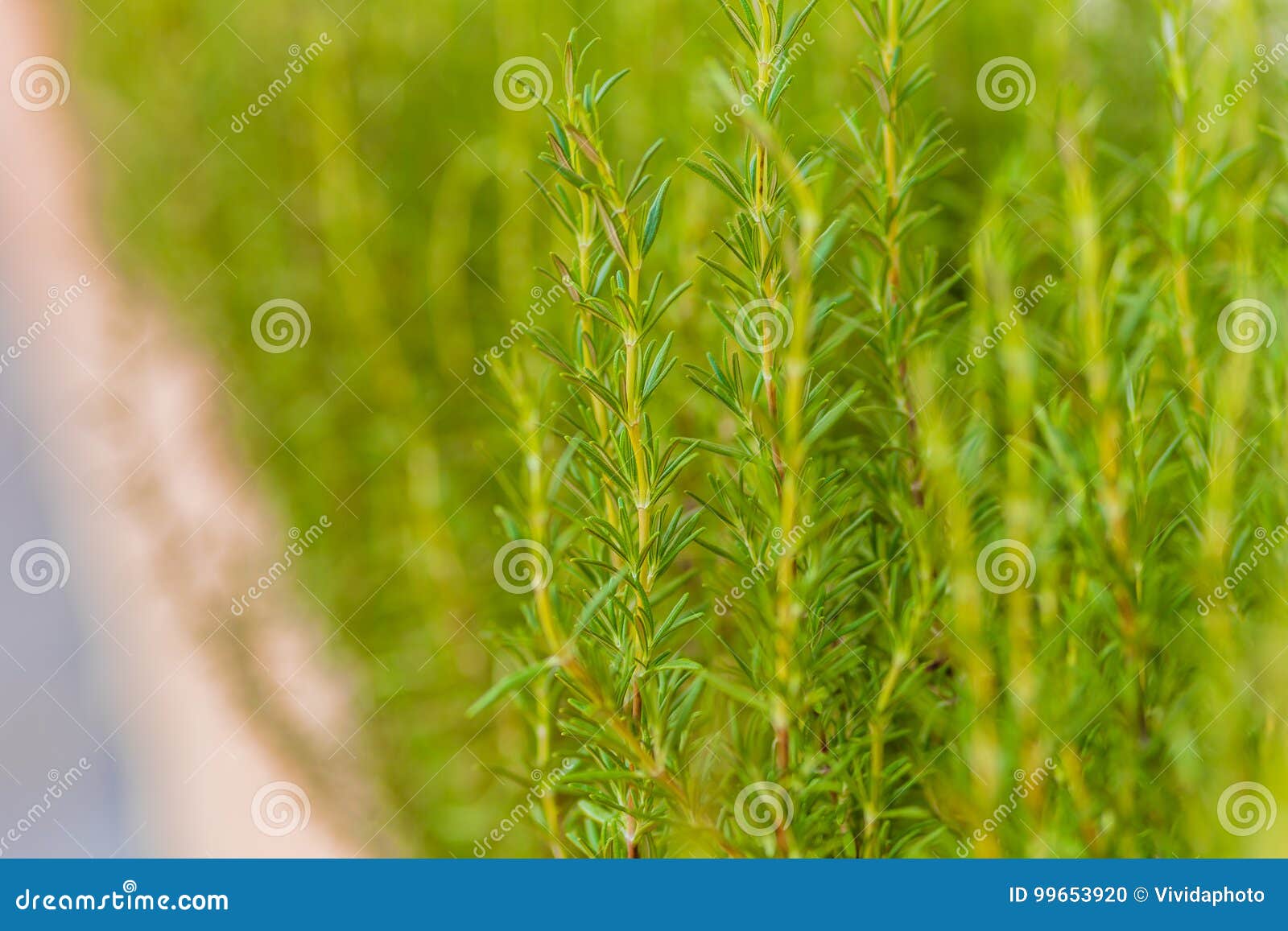 Rosemary plants stock photo. Image of freshness, closeup 99653920