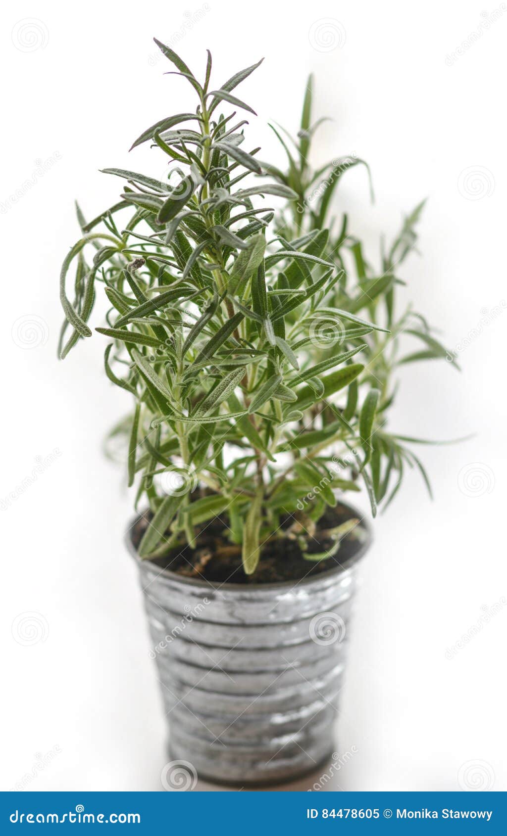 Rosemary in the pot stock image. Image of phytotherapy 84478605