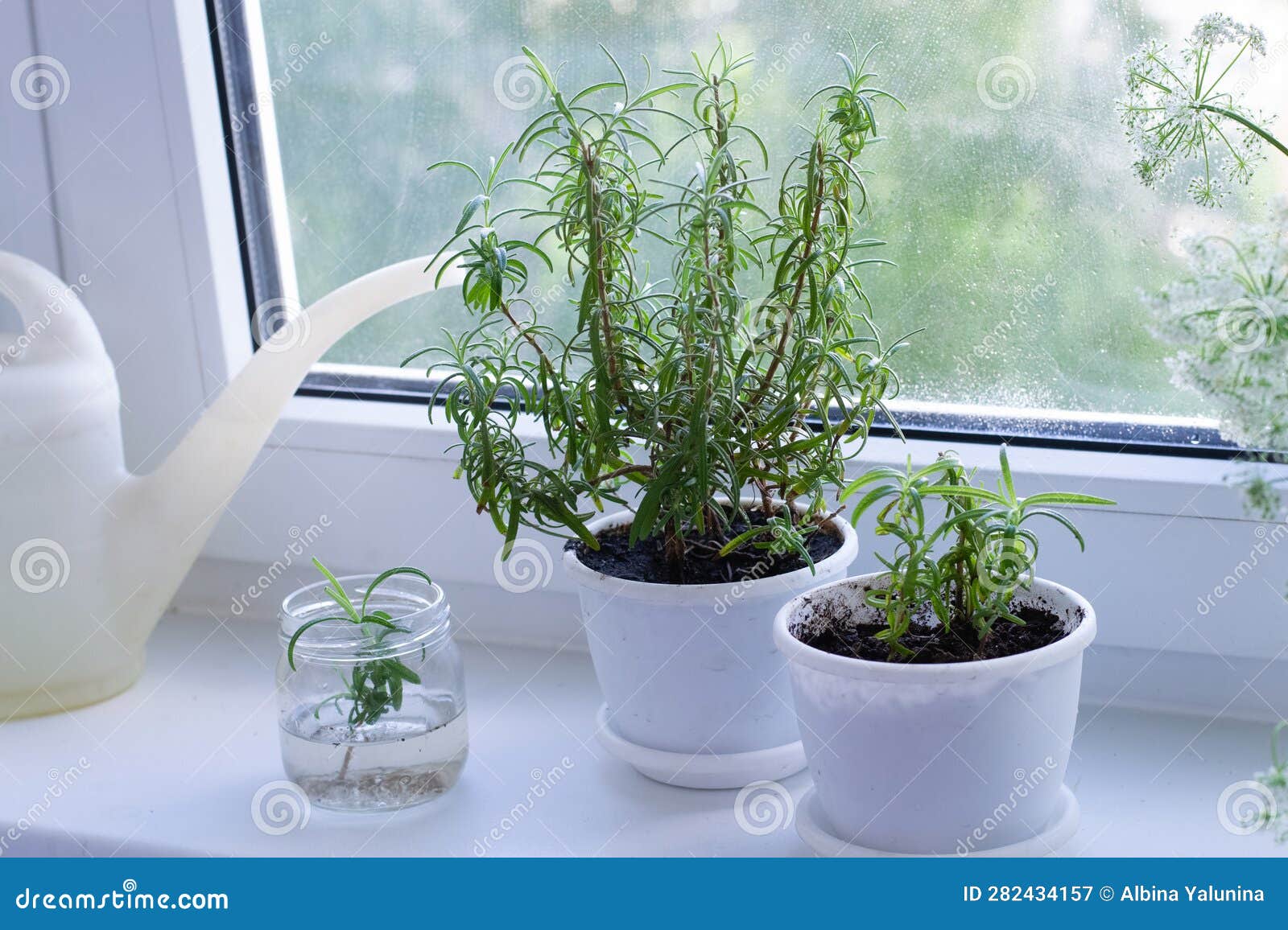 Rosemary in pots stock image. Image of kitchen, nature 282434157