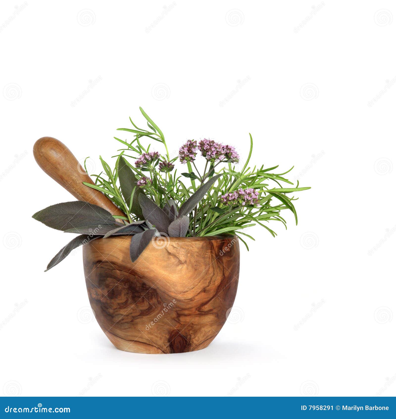 Rosemary, Sage and Marjoram Herbs Stock Image Image of aromatic