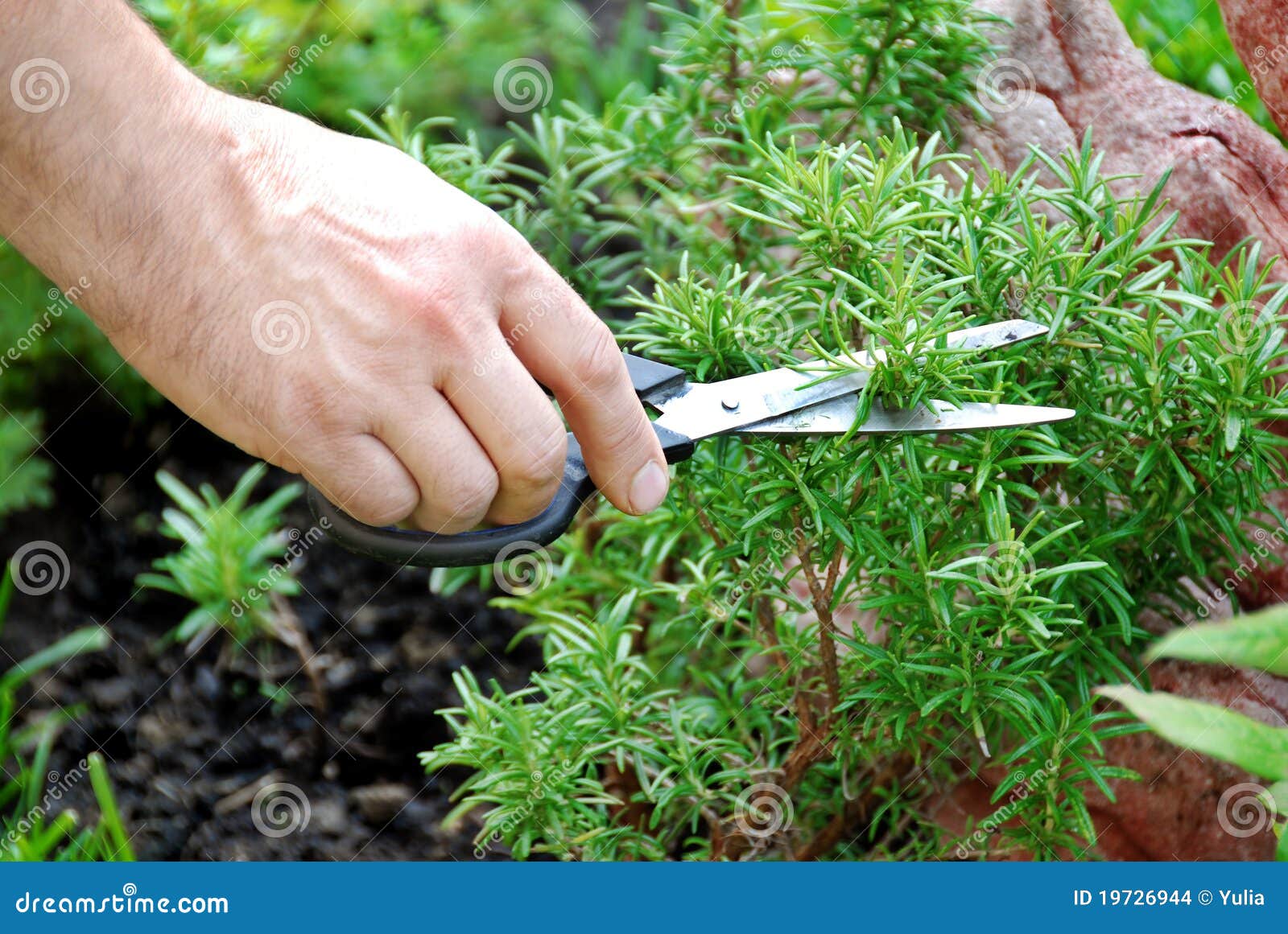 Rosemary seasoning garden stock photo. Image of cutting 19726944