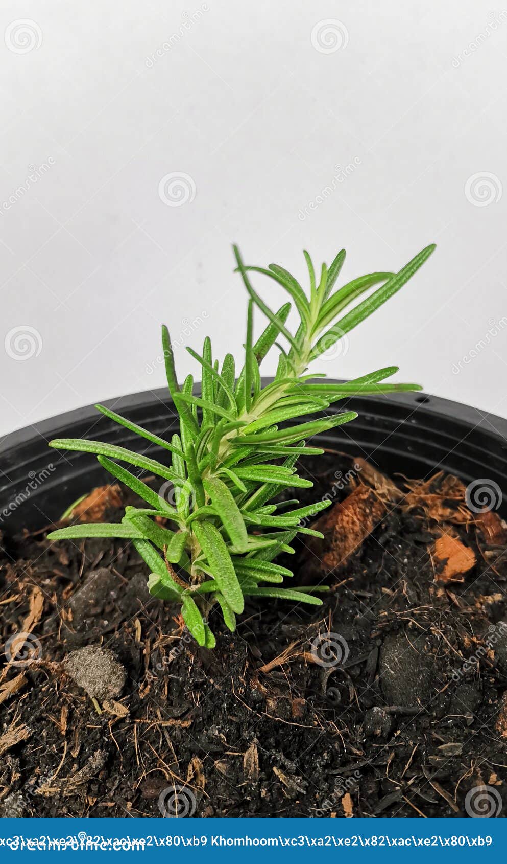 Rosemary Seedlings from the Garden Stock Image Image of herb, garden