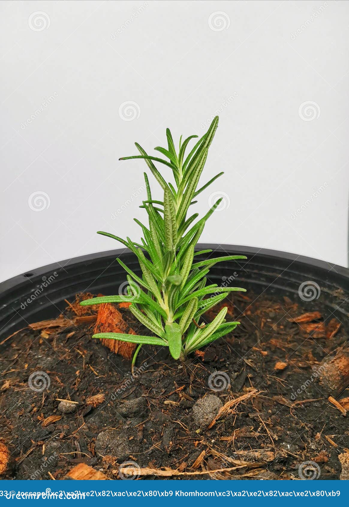 Rosemary Seedlings from the Garden Stock Image Image of branch