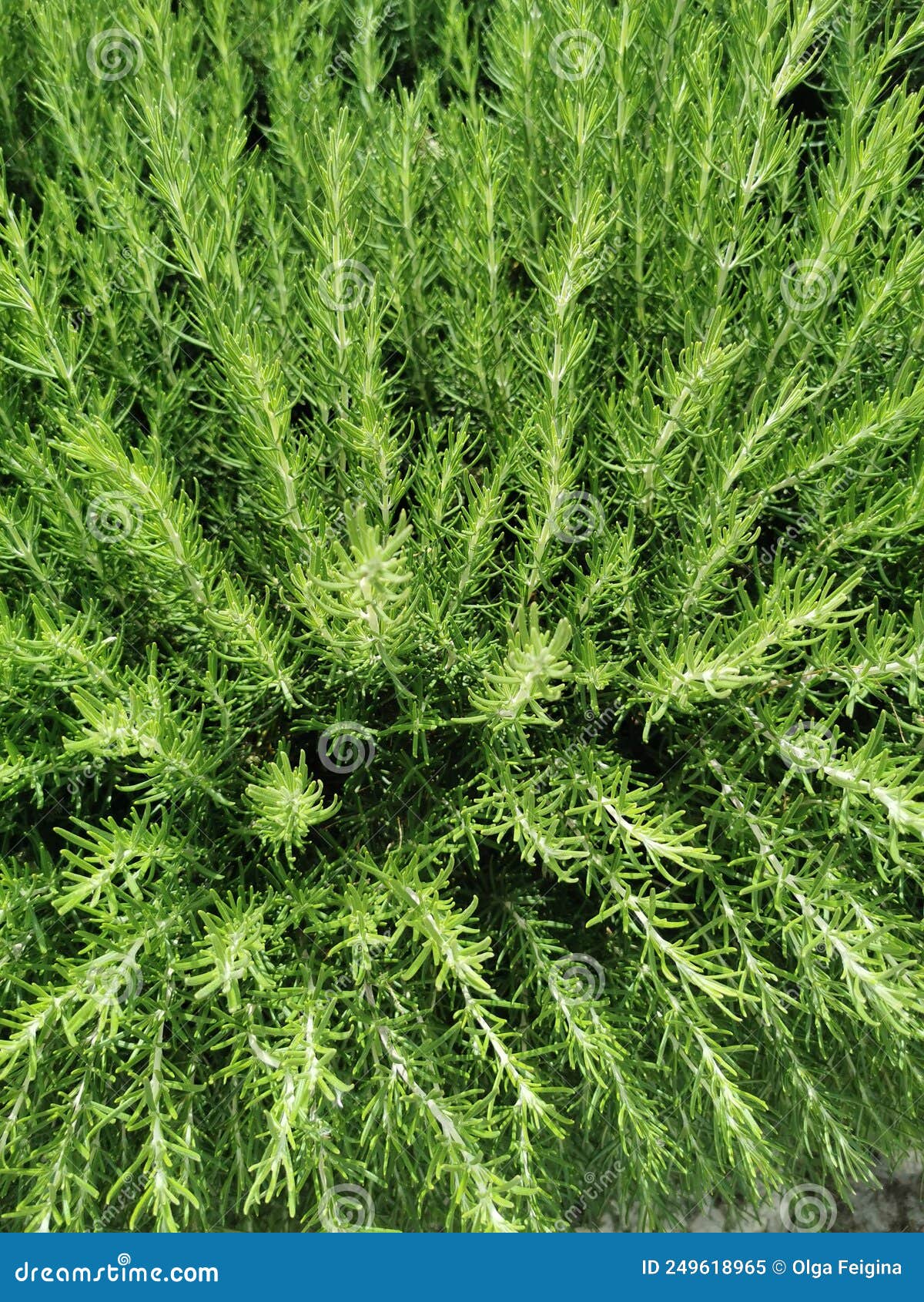Rosemary Shrub Evergreen, Close Up. Rosmarinus Stock Image Image of