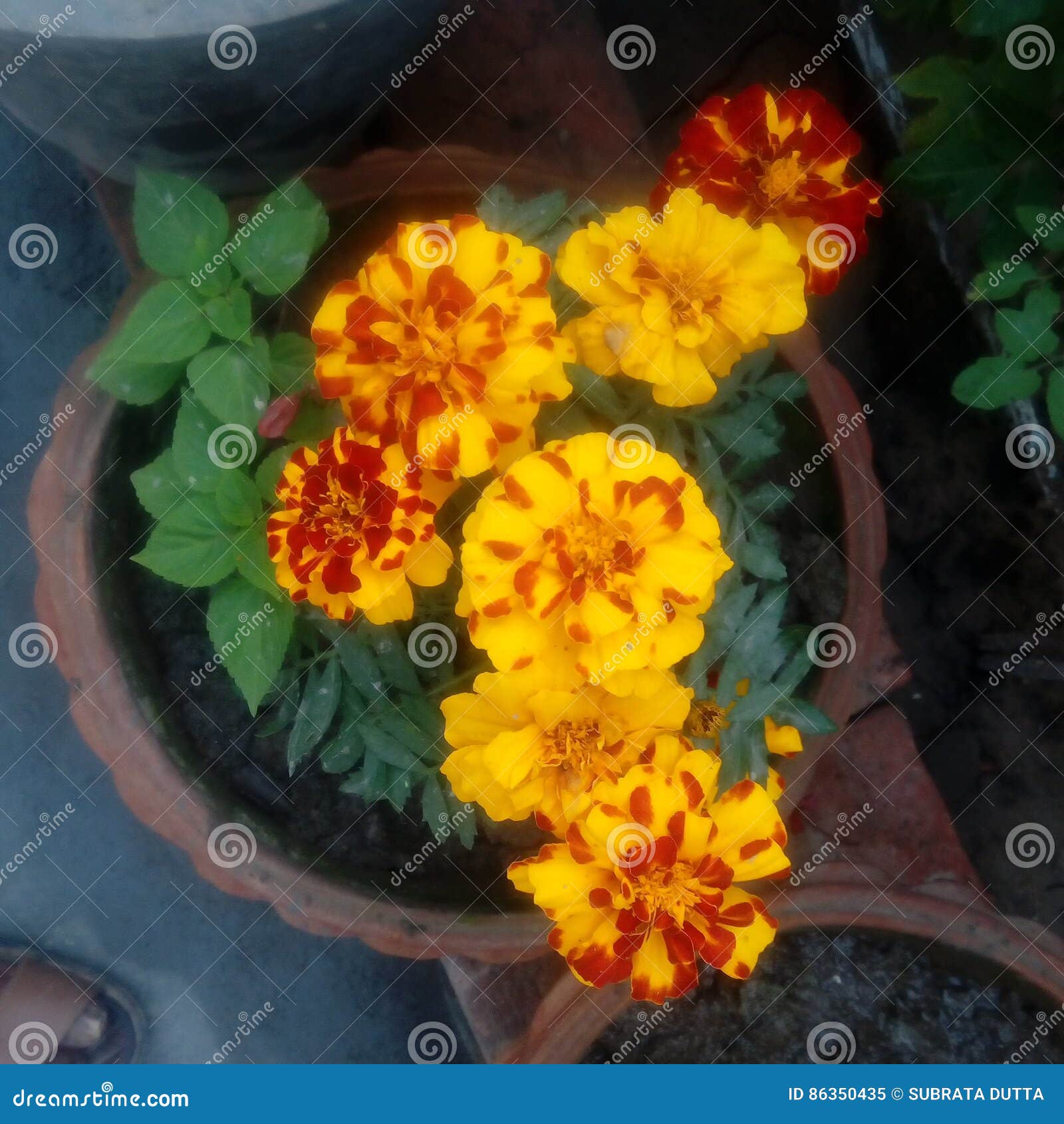 Rosemary stock image. Image of colors, colours, plants 86350435