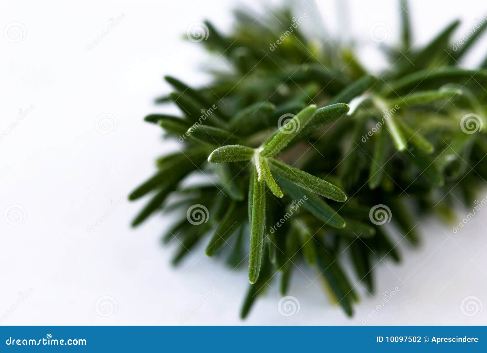 Rosemary sprig stock photo. Image of horticulture, nature 10097502