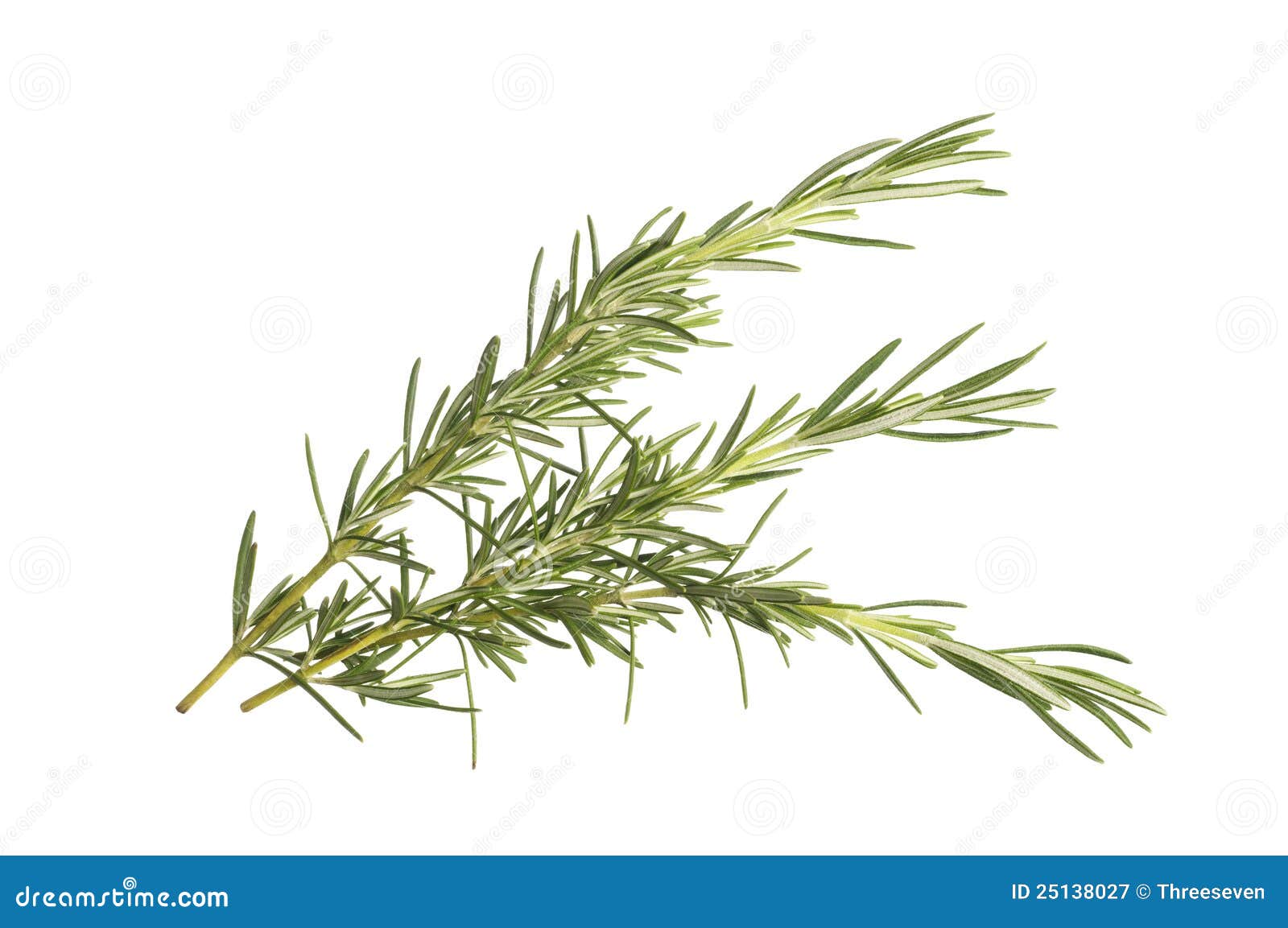 Rosemary sprigs stock image. Image of foliage, leaves 25138027