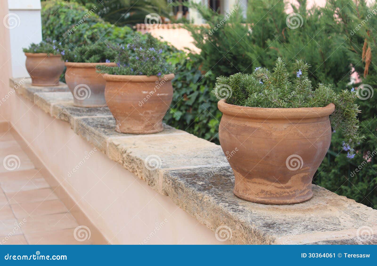 Rosemary in Terracotta Pots Stock Image Image of ledge, shelf 30364061