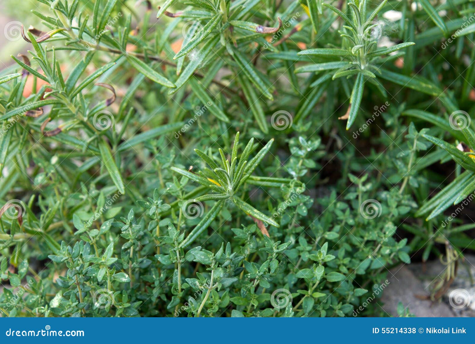 Rosemary and thyme stock photo. Image of leaf, background 55214338