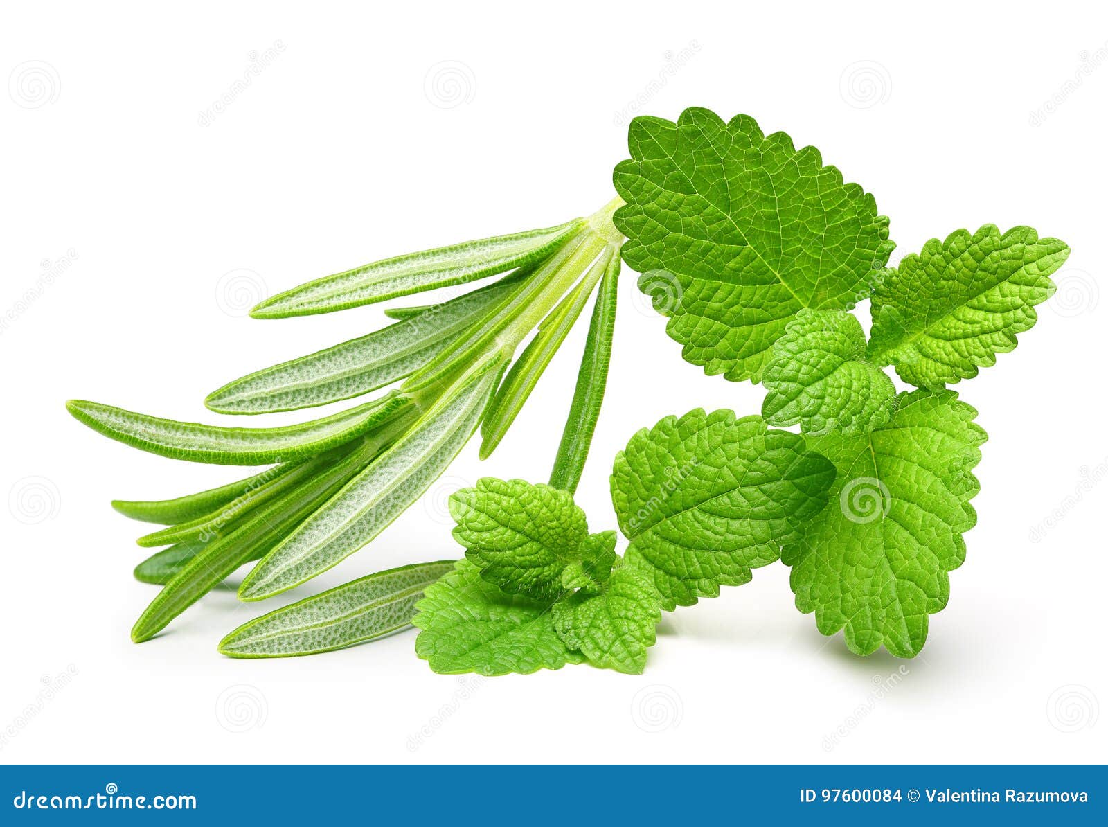 Rosemary Twig and Mint Isolated Stock Photo Image of rosemary