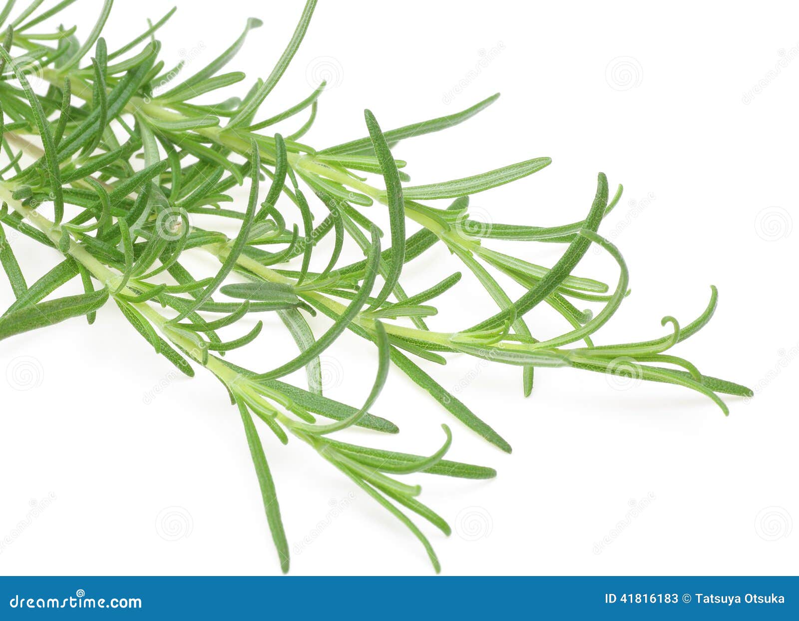 Rosemary in a White Background Stock Image Image of food, group 41816183