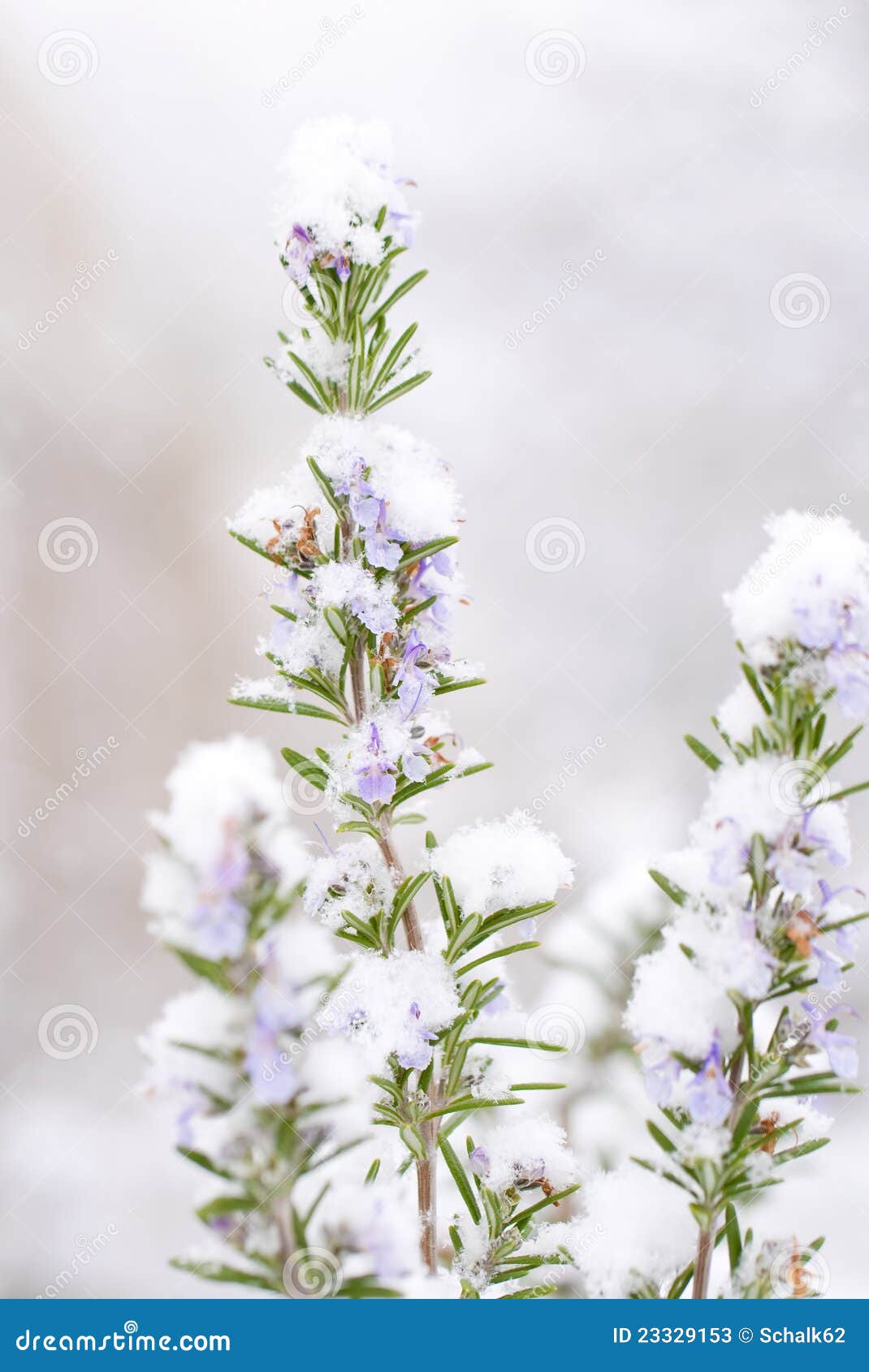 Rosemary in winter stock image. Image of food, cold, winter 23329153