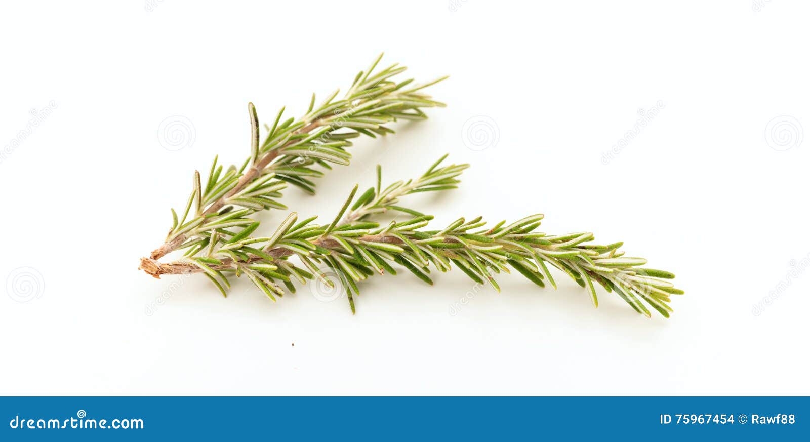 RosemaryZweig Auf Weißem Hintergrund Stockfoto Bild von gewürz