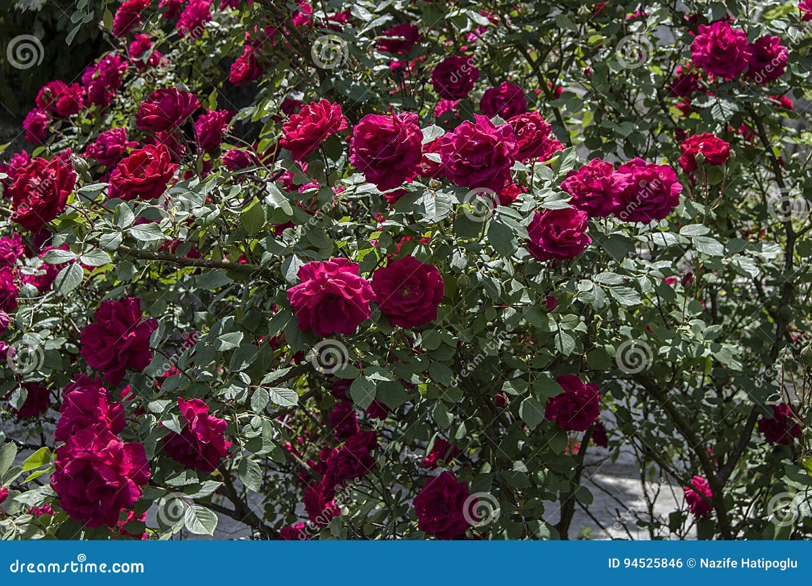 Rosen Liebessymbol Roroses Rosen Fur Den Tag Der Liebe Die