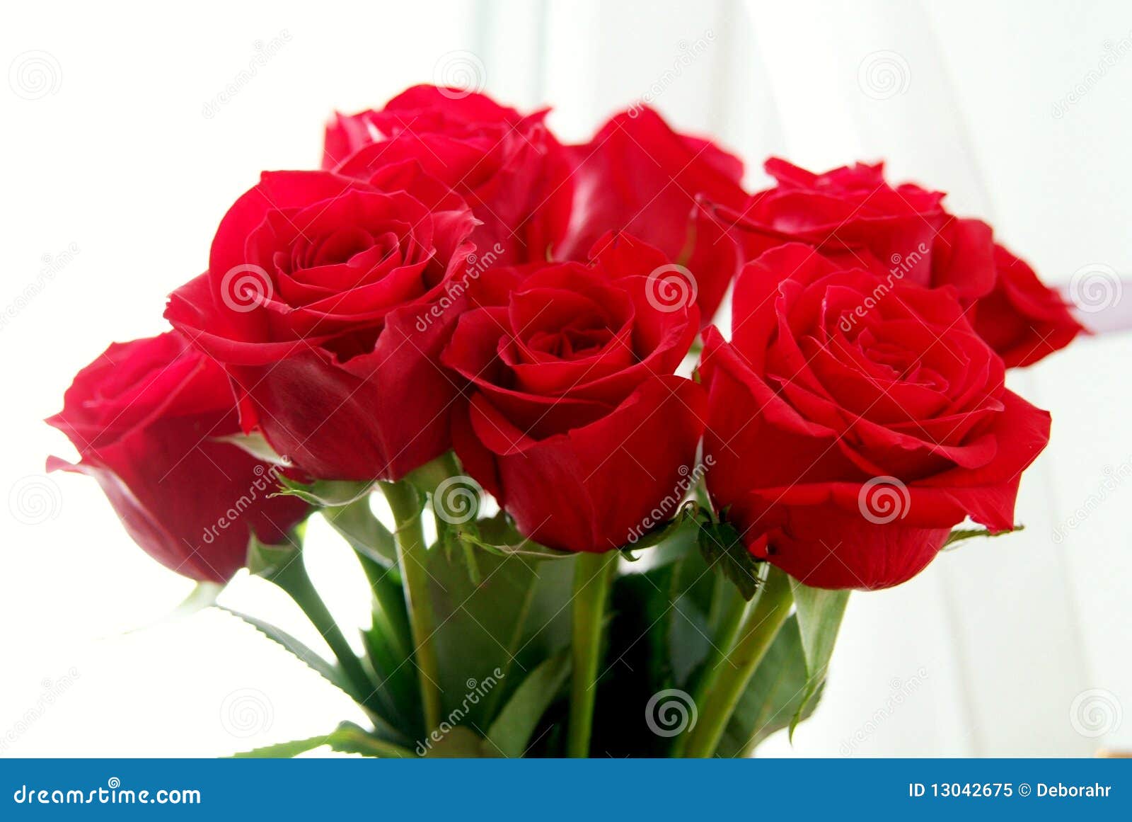 Roses 003 Stock Photos - Free & Royalty-Free Stock Photos from Dreamstime