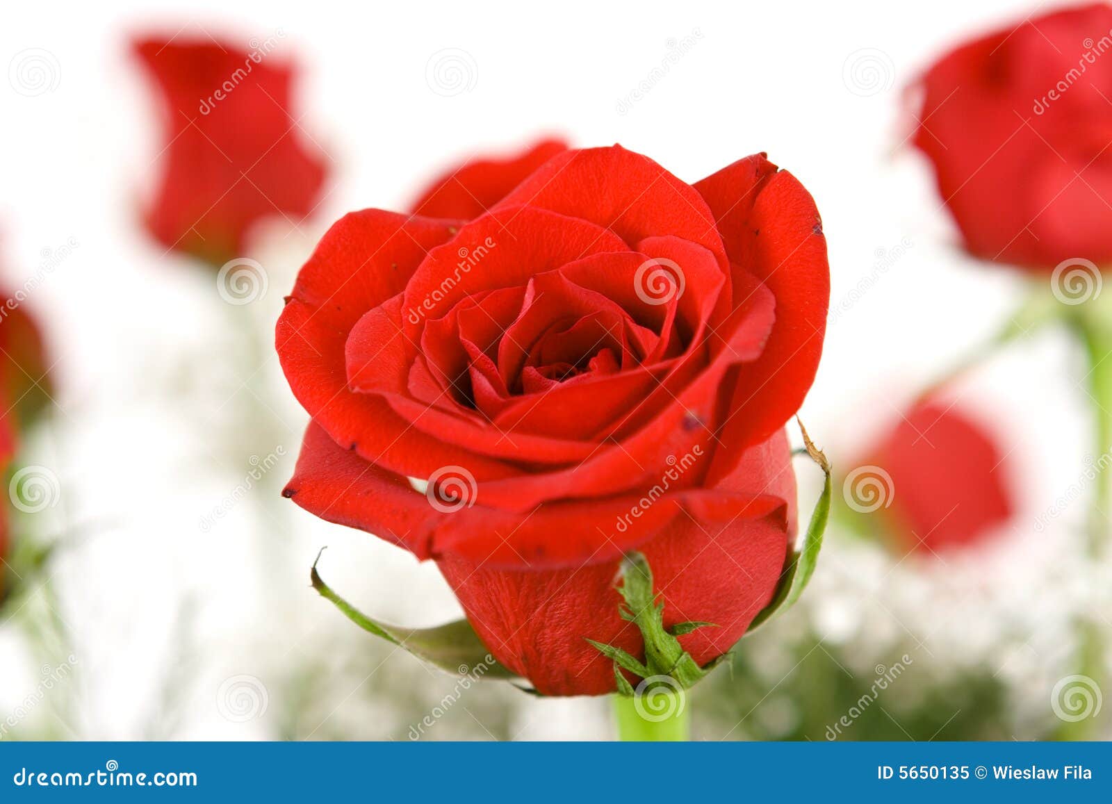 Roses stock image. Image of bride, romance, dating, romantic 5650135