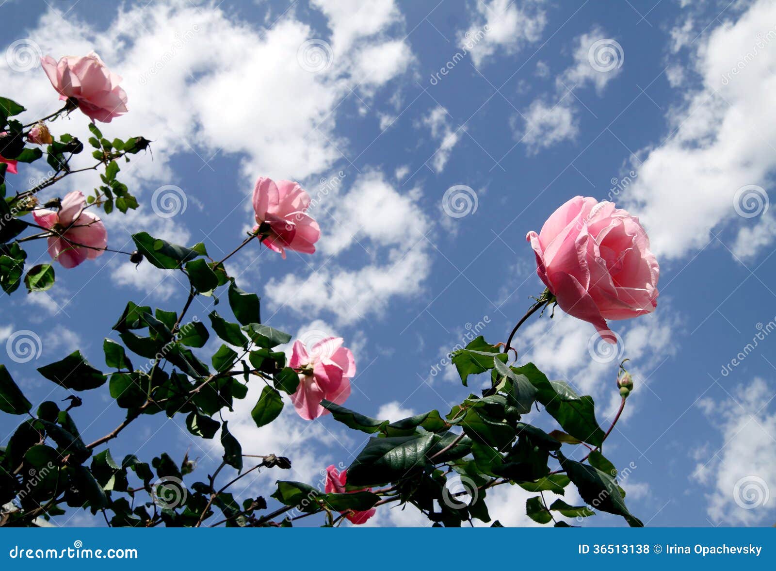 Roses against the sky stock photo. Image of cloud, peony - 36513138