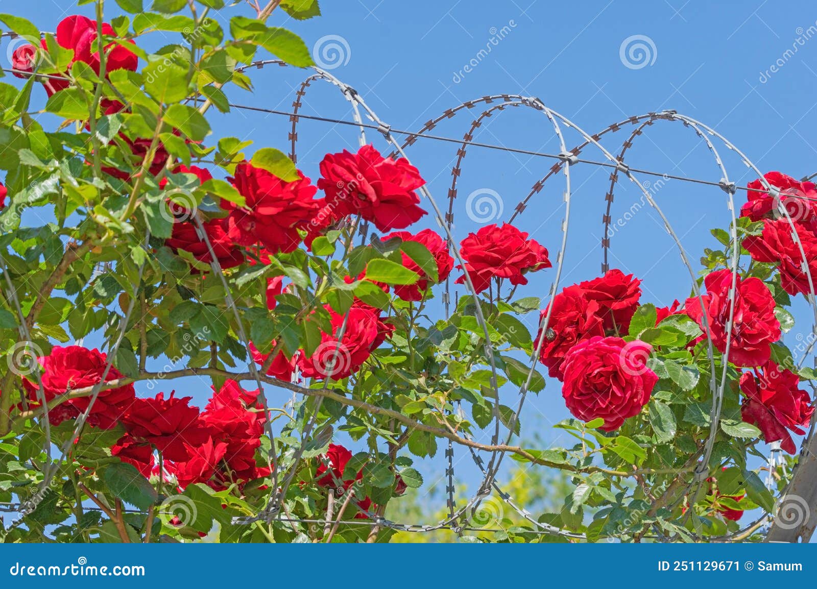 Roses and barbed wire stock image. Image of beautiful 251129671