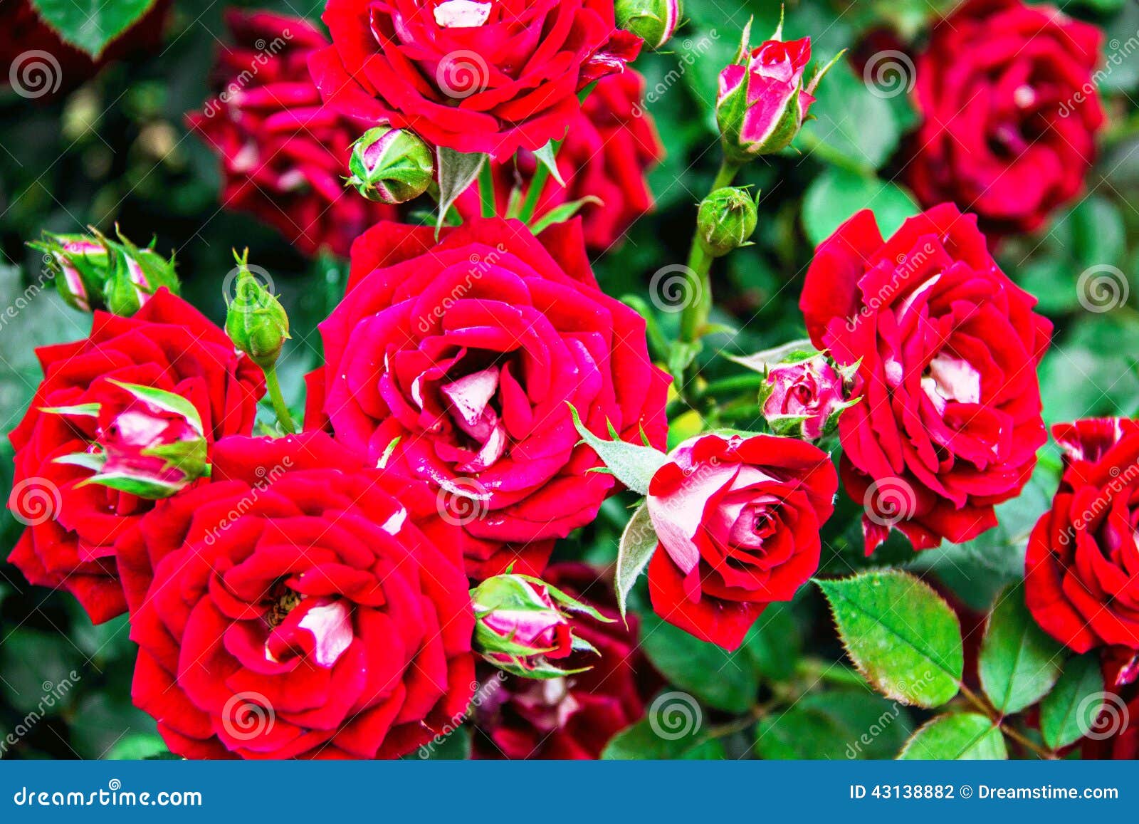 Roses stock photo. Image of garden, rose, nature, petal - 43138882
