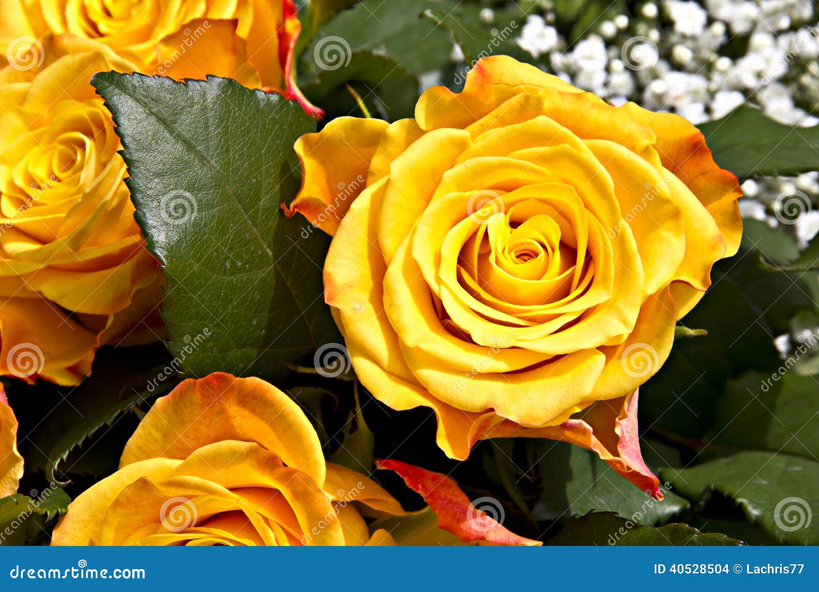 Roses stock photo. Image of petal, flora, summer, bouquet - 40528504, image size:1600x1157
