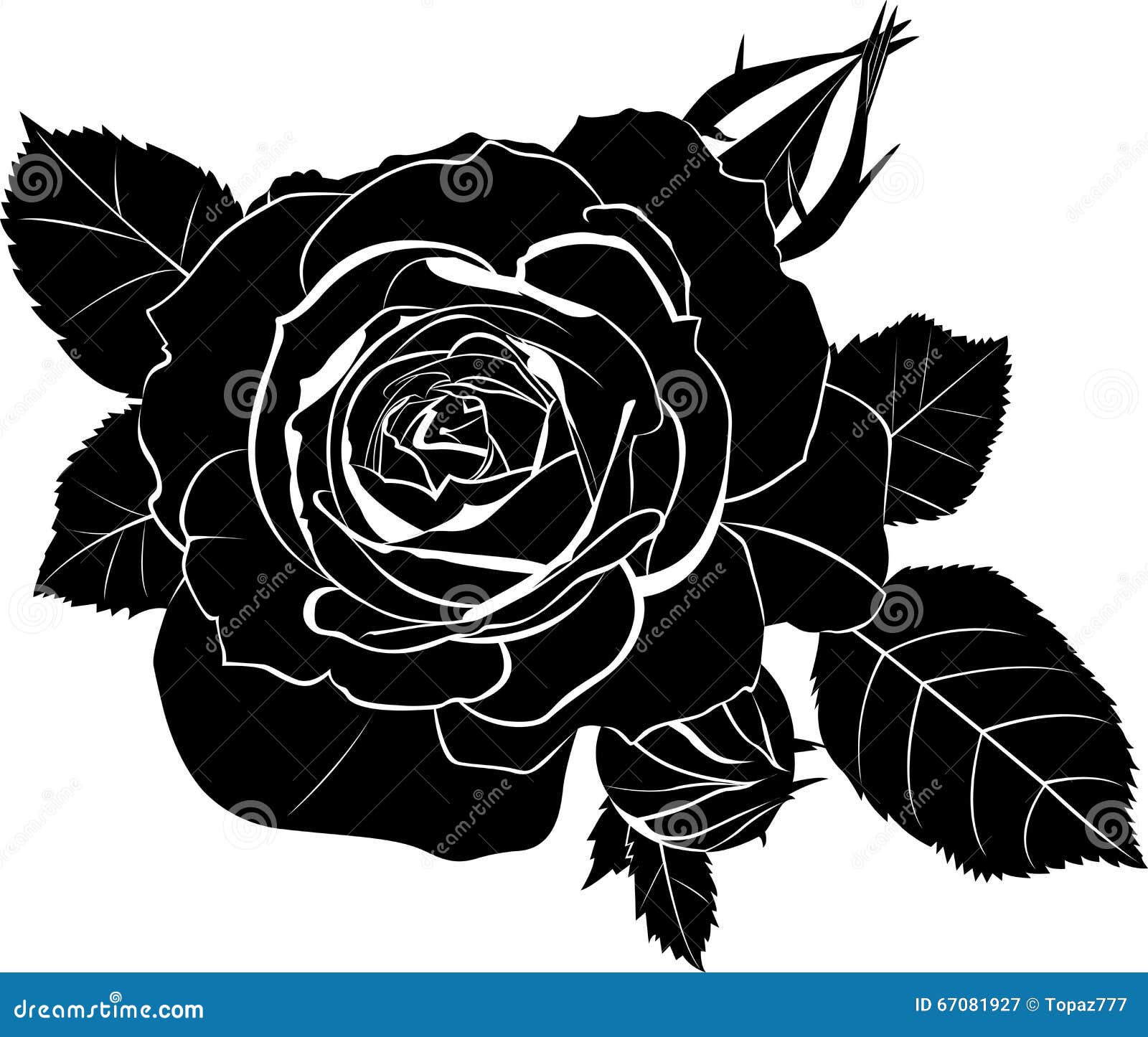 Roses stock vector. Illustration of sketch, vintage, element - 67081927