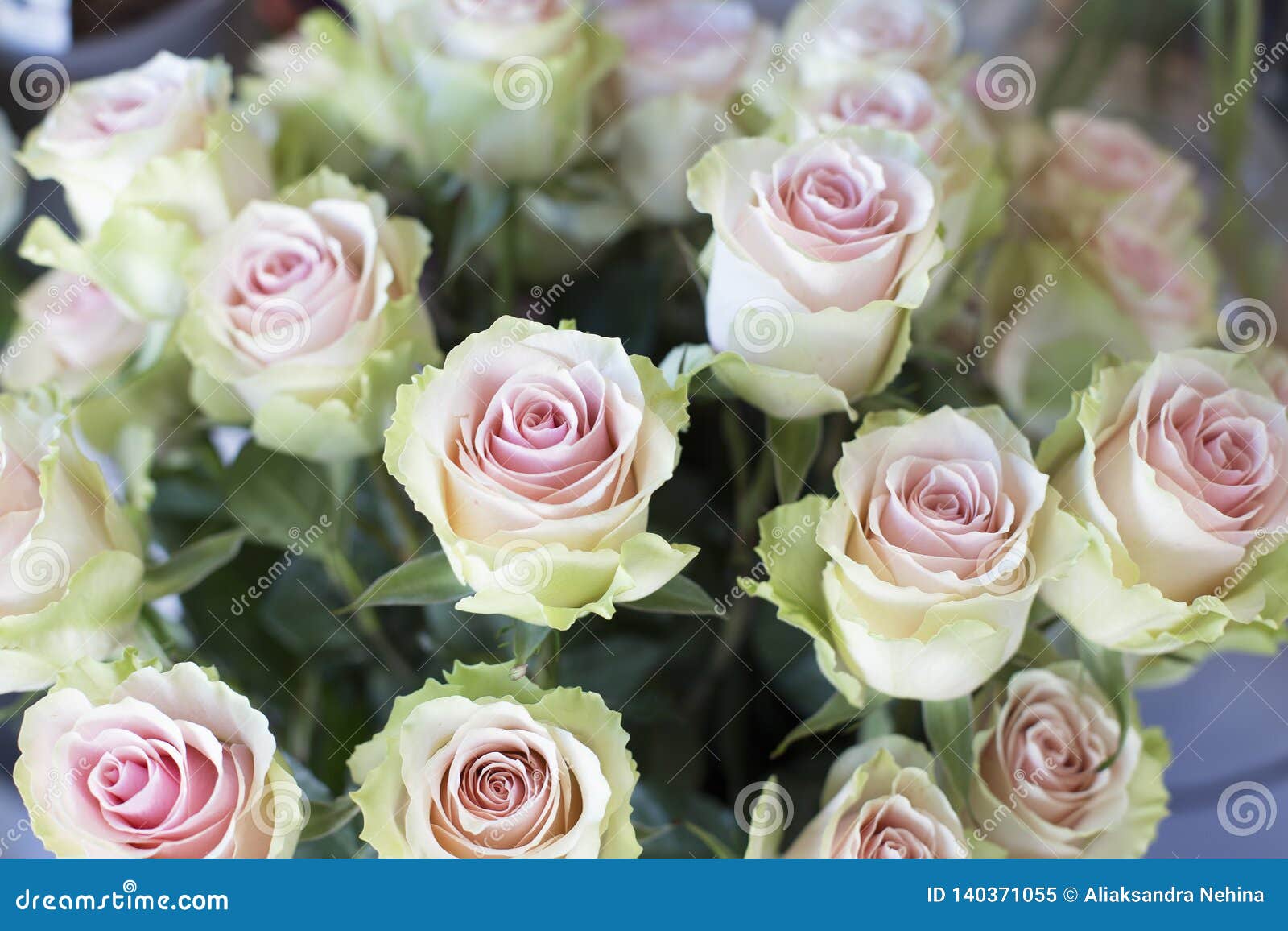 Roses Blanches Avec Un Centre Rose Grand Bouquet Pour Un Cadeau à Une Femme  Image stock - Image du flore, frais: 140371055