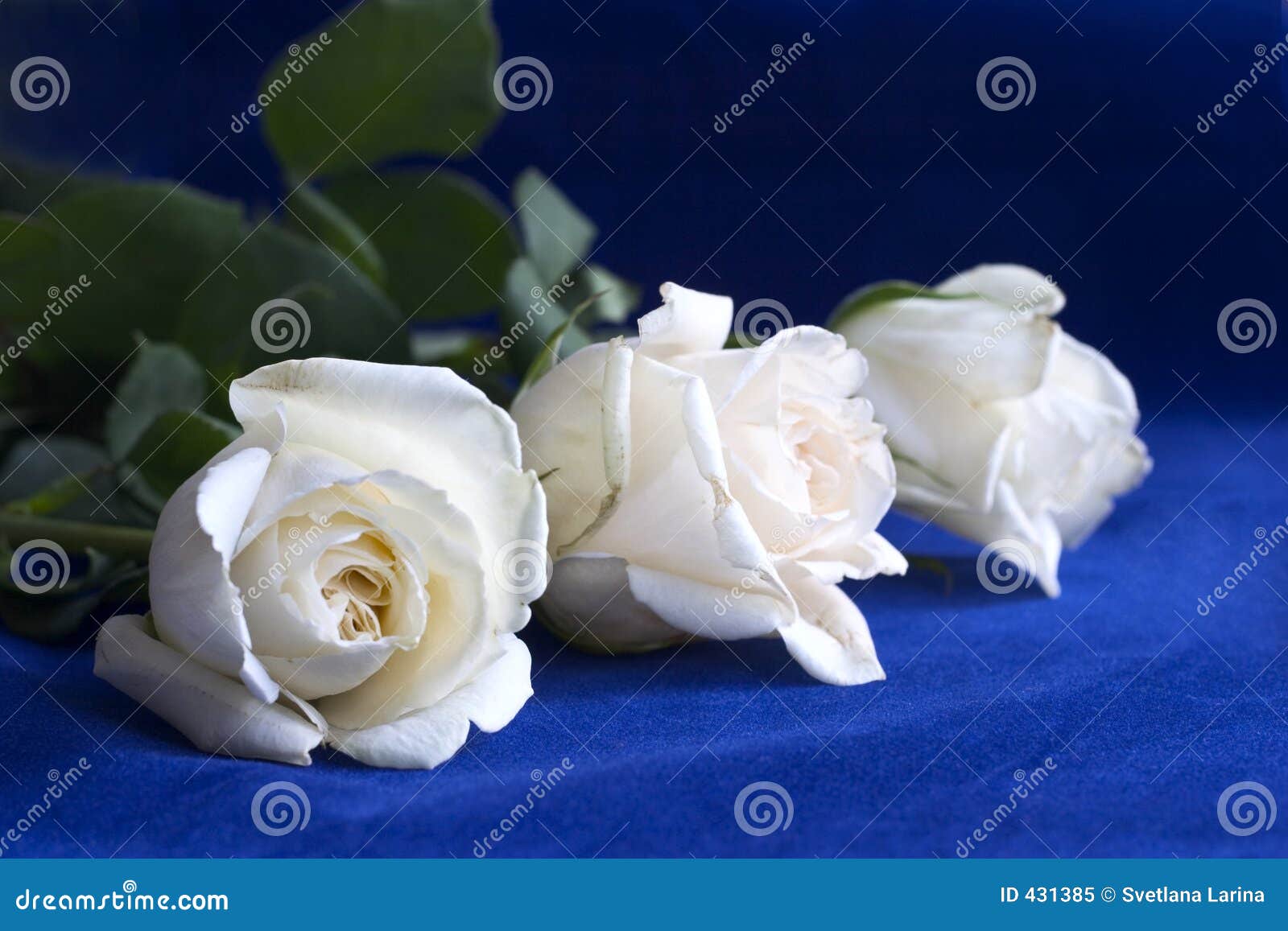 Roses blanches sur le bleu image stock. Image du pétales - 431385