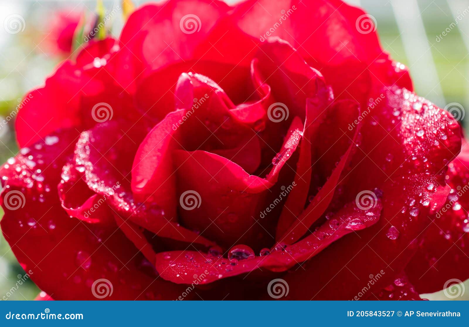 macro gorgeous rose in natural environment with dew