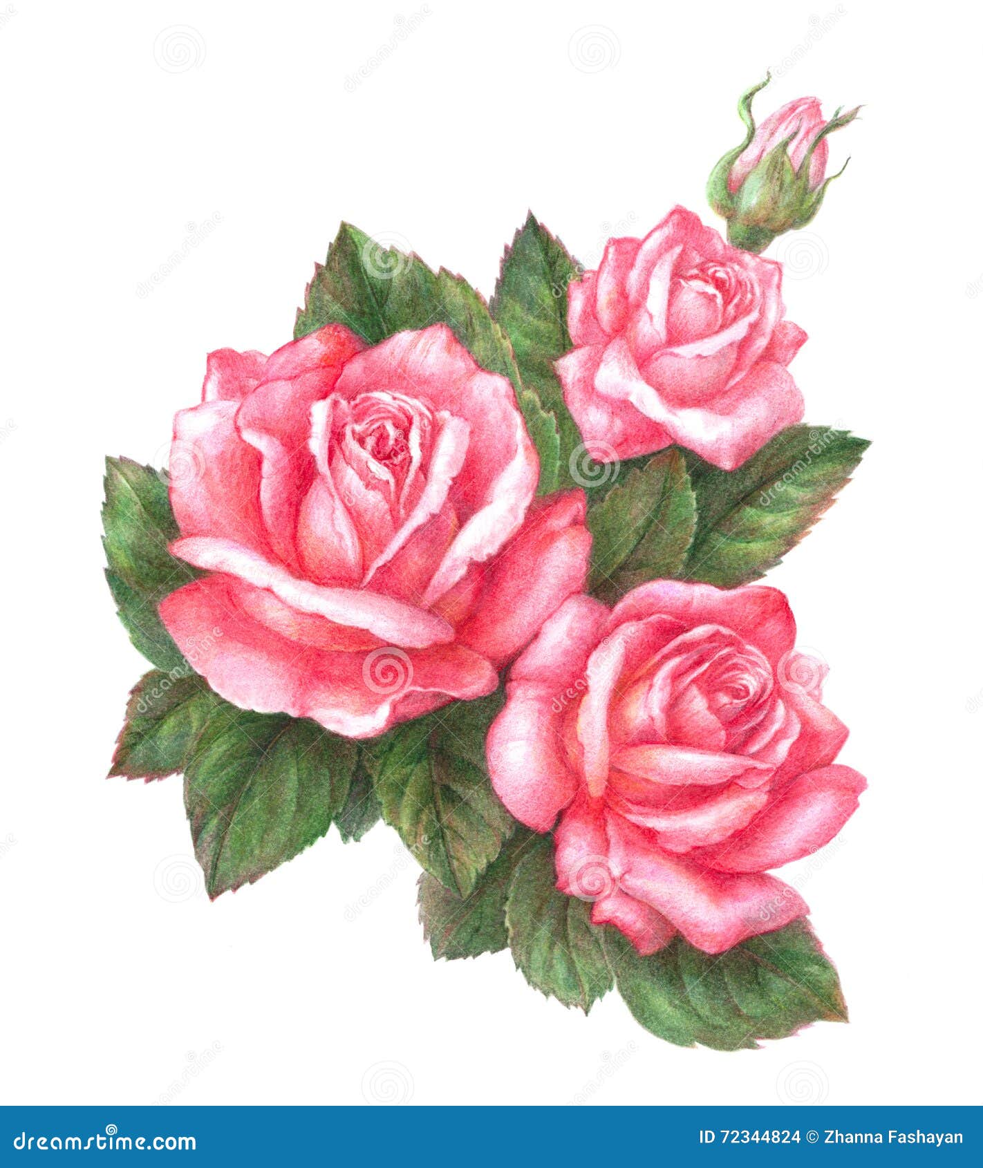 drawn roses in color