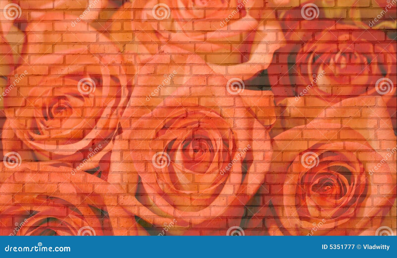 Roses brick wall stock image. Image of flowers, abloom 5351777