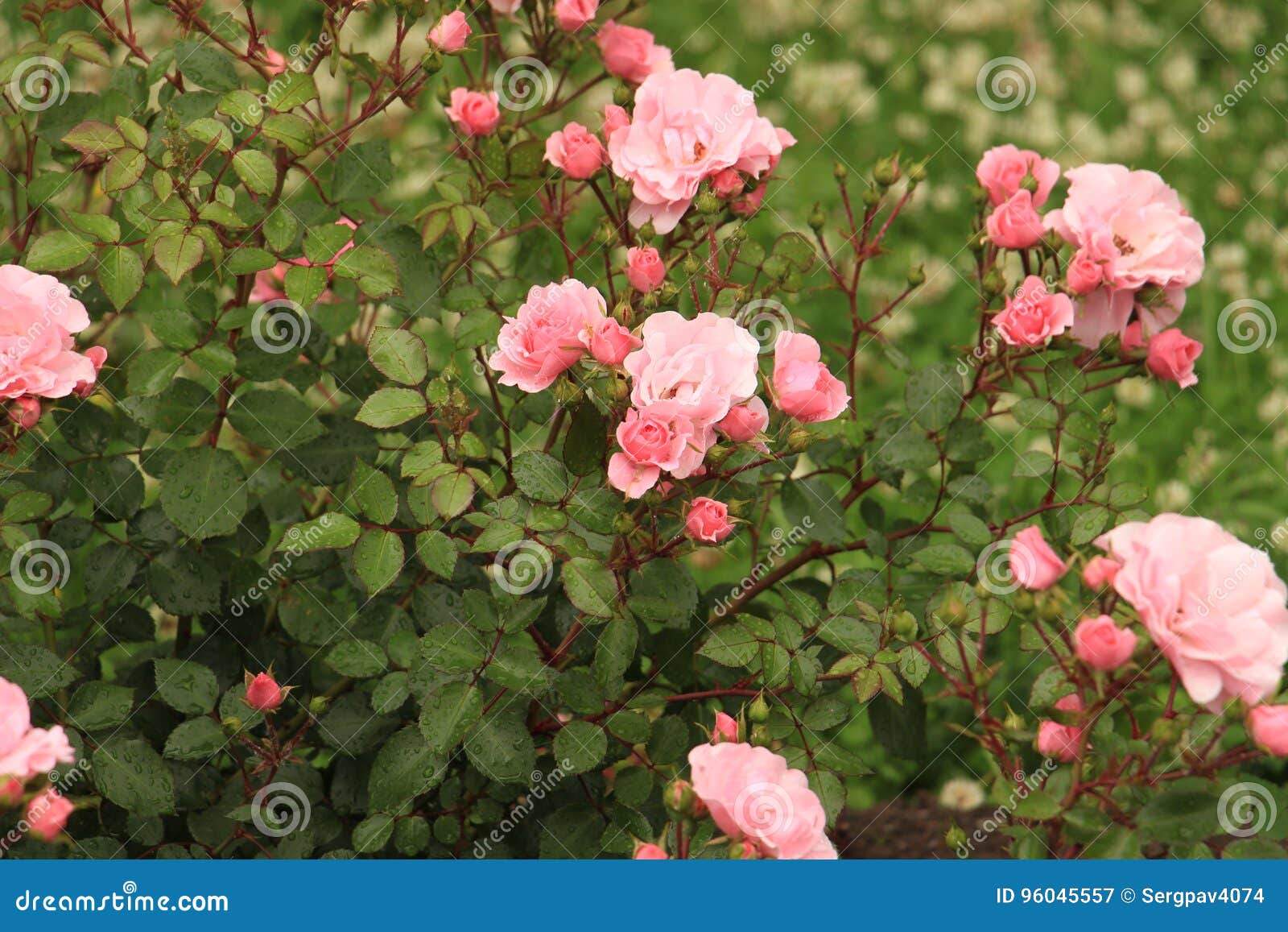 Roses stock image. Image of garden, botany, field, inflorescence 96045557