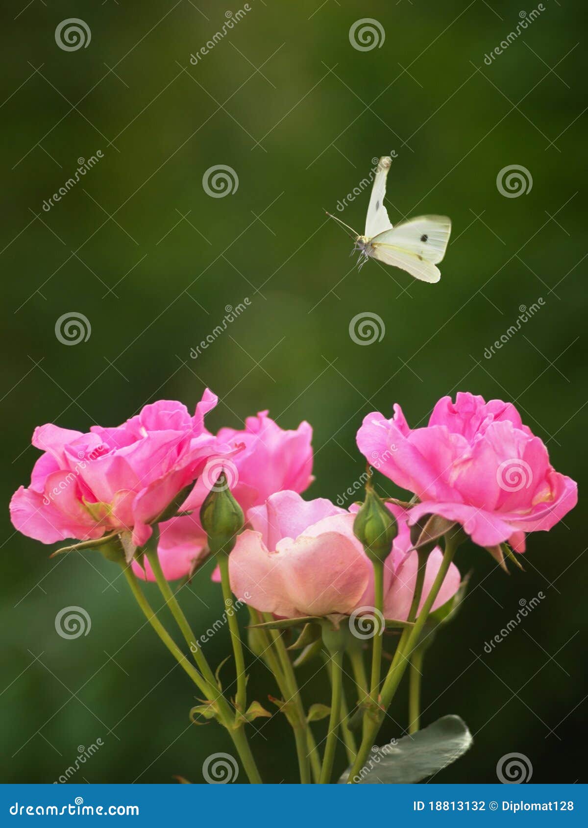 Roses and the Butterfly stock photo. Image of spin, white 18813132