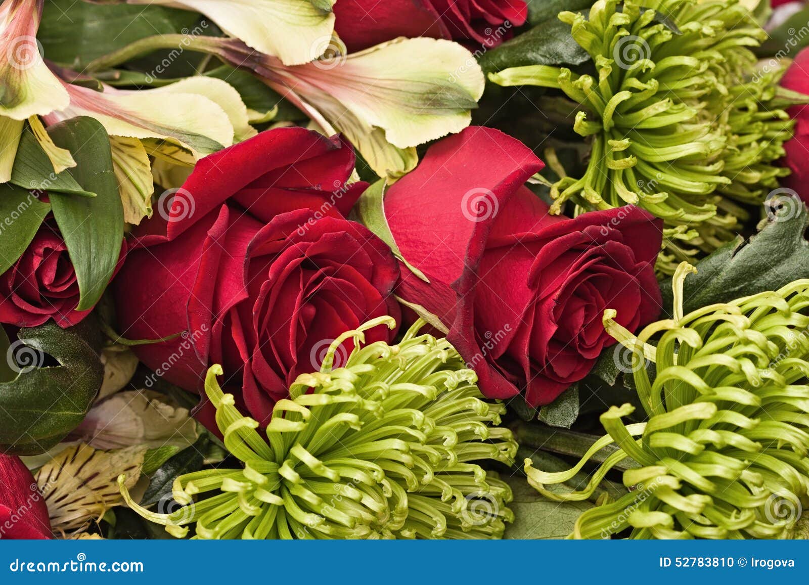 Roses and chrysanthemum stock photo. Image of cover, card 52783810