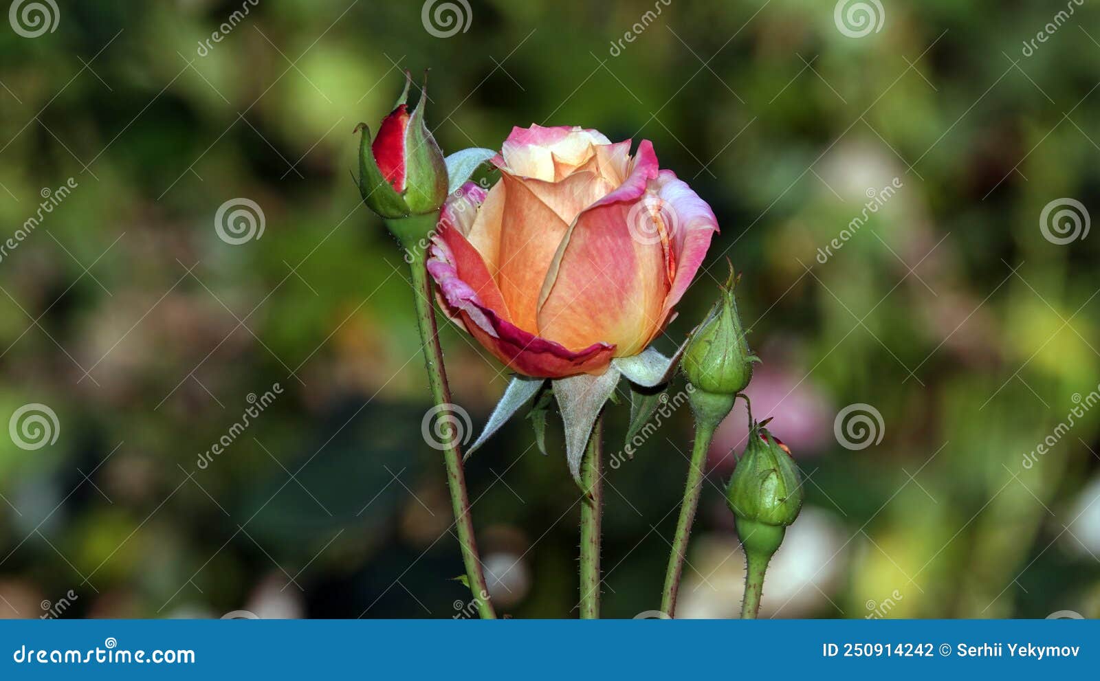 Roses close up stock photo. Image of hybrid, garden 250914242