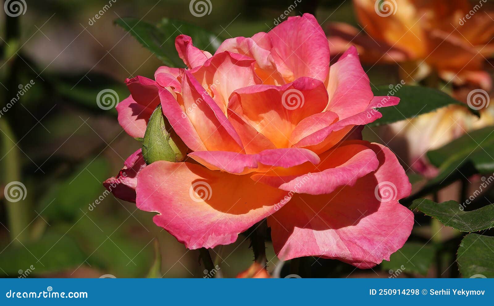 Roses close up stock photo. Image of miniature, fragrant 250914298
