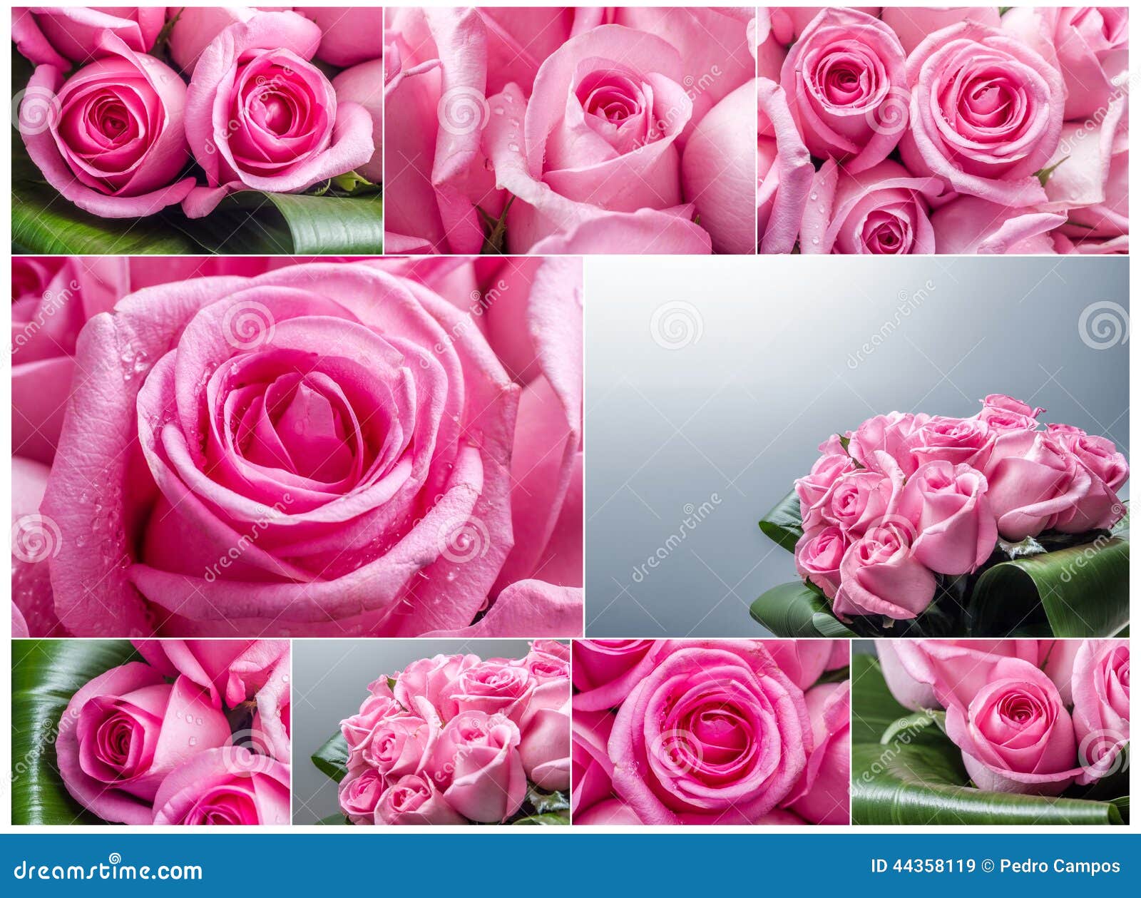 Roses collage stock image. Image of pink, colored, design 44358119