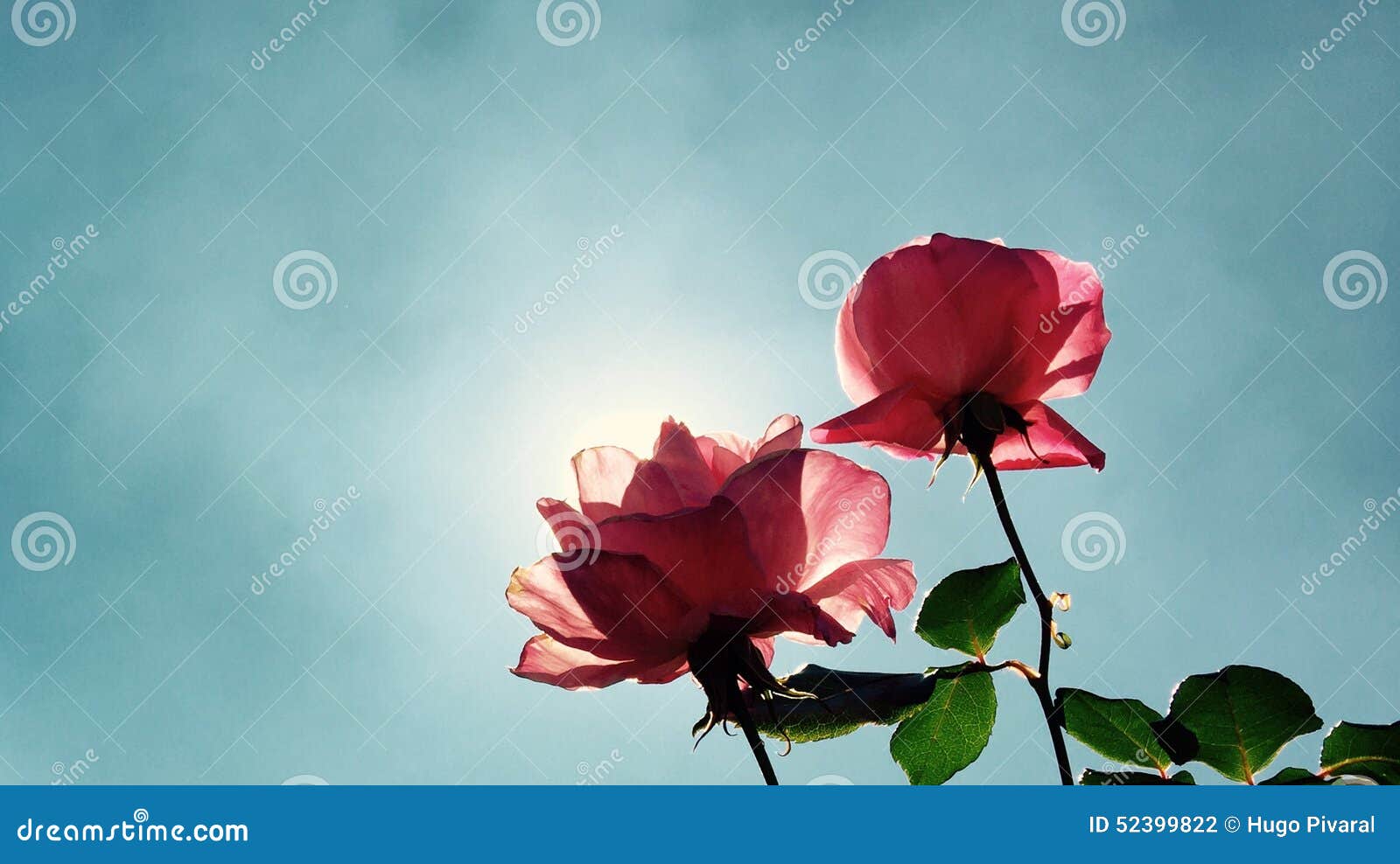 Roses Day Sun Beautiful Clean Pink Stock Photo - Image of roses, sunny ...