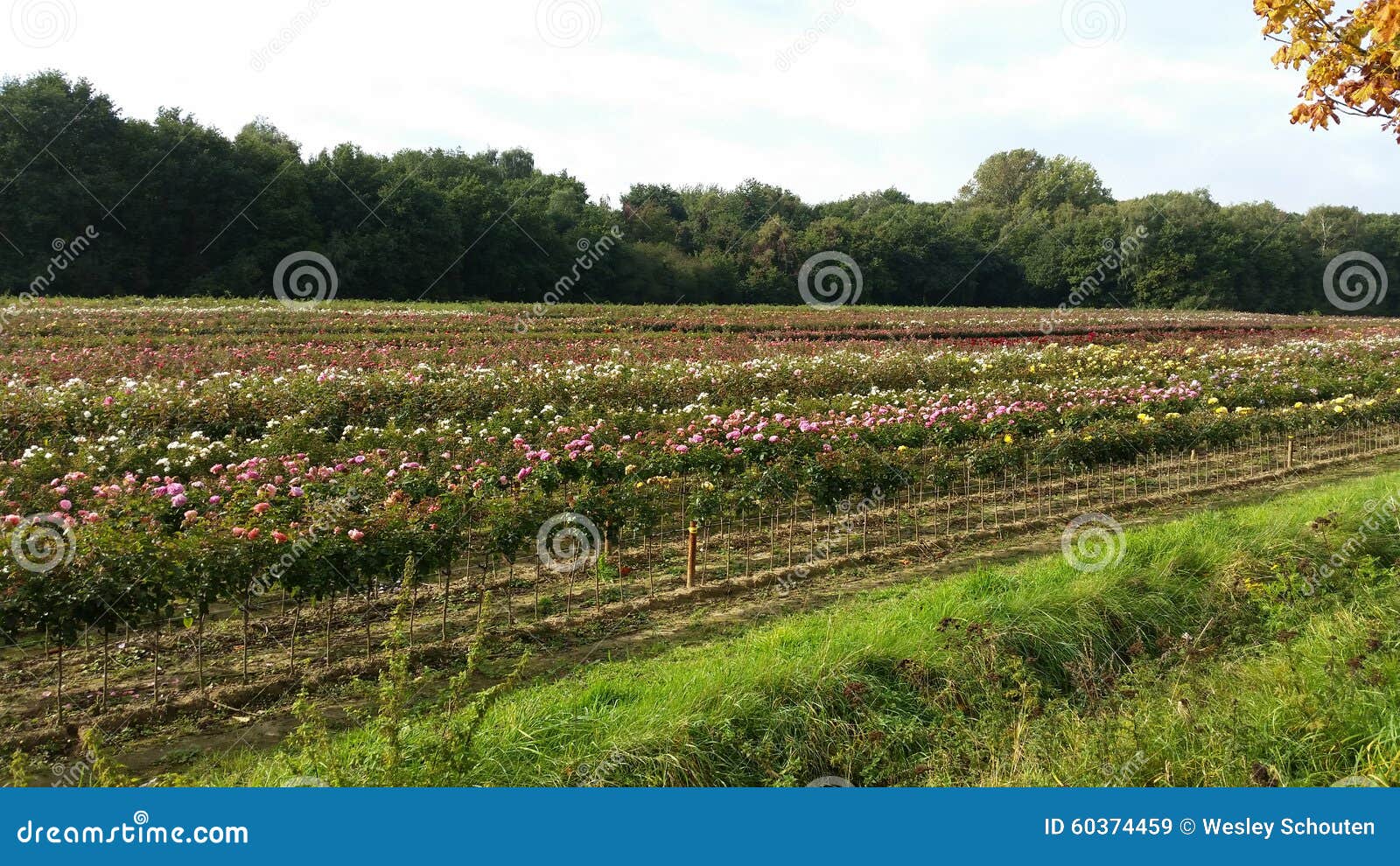 Roses de Rozen image stock. Image du couleurs, roses 60374459