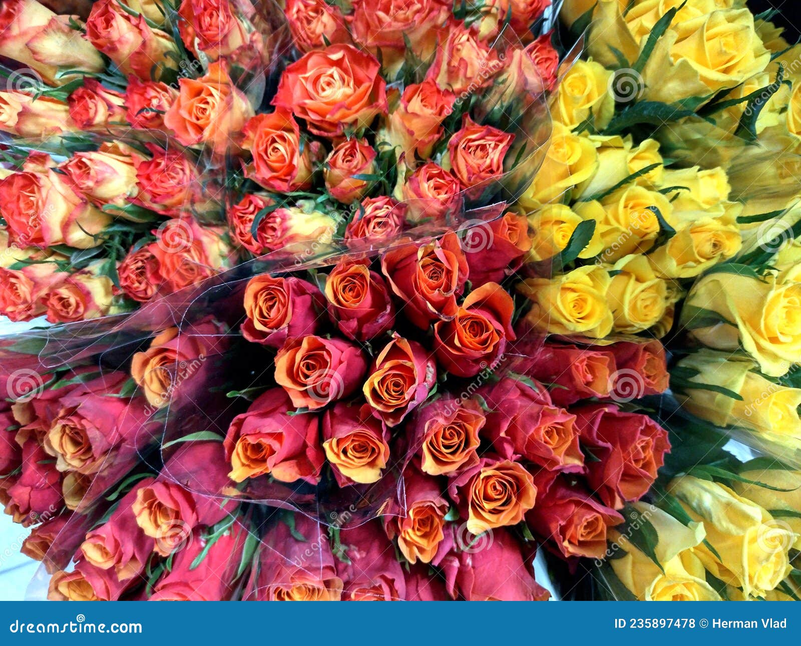 Roses of Different Colors Flowers Stock Photo Image of colors