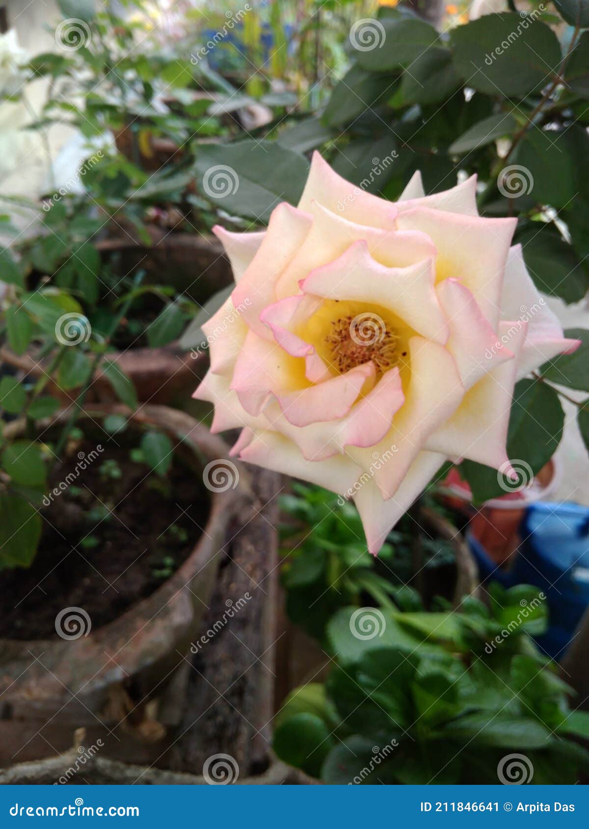 peach colors rose flowers with dark  green small leaves.