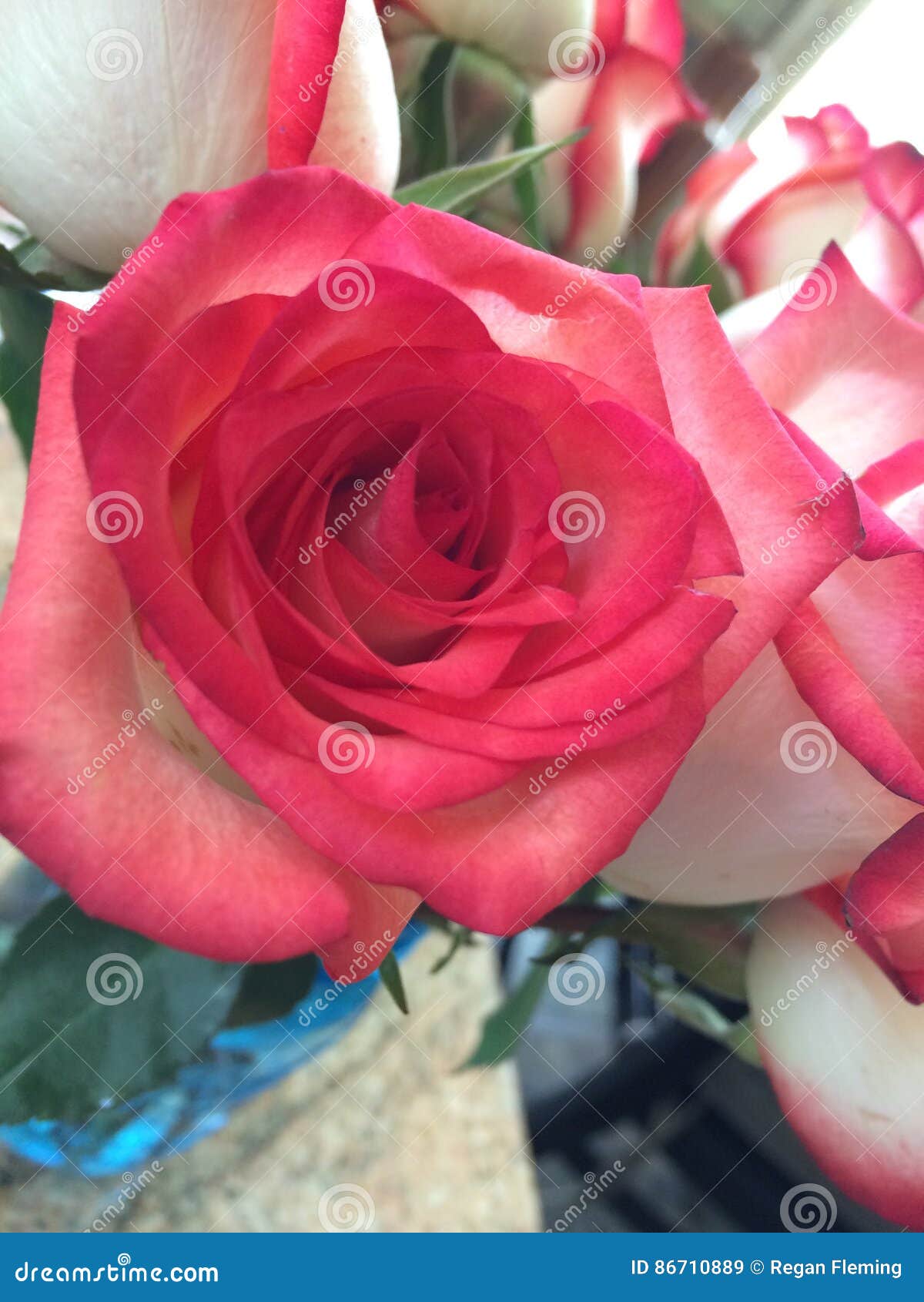 Roses Stock Image Image Of Roses Fire Vase Flowers Roses Stock Image Image Of Roses Fire Vase Flowers