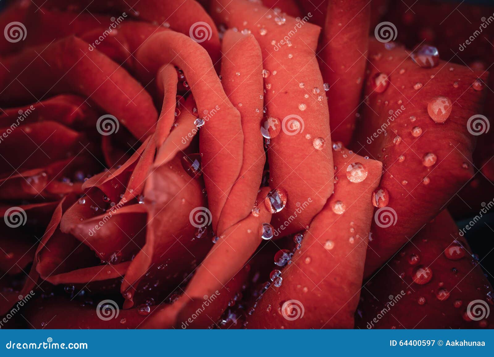 Roses stock image. Image of elegant, flowers, romance 64400597