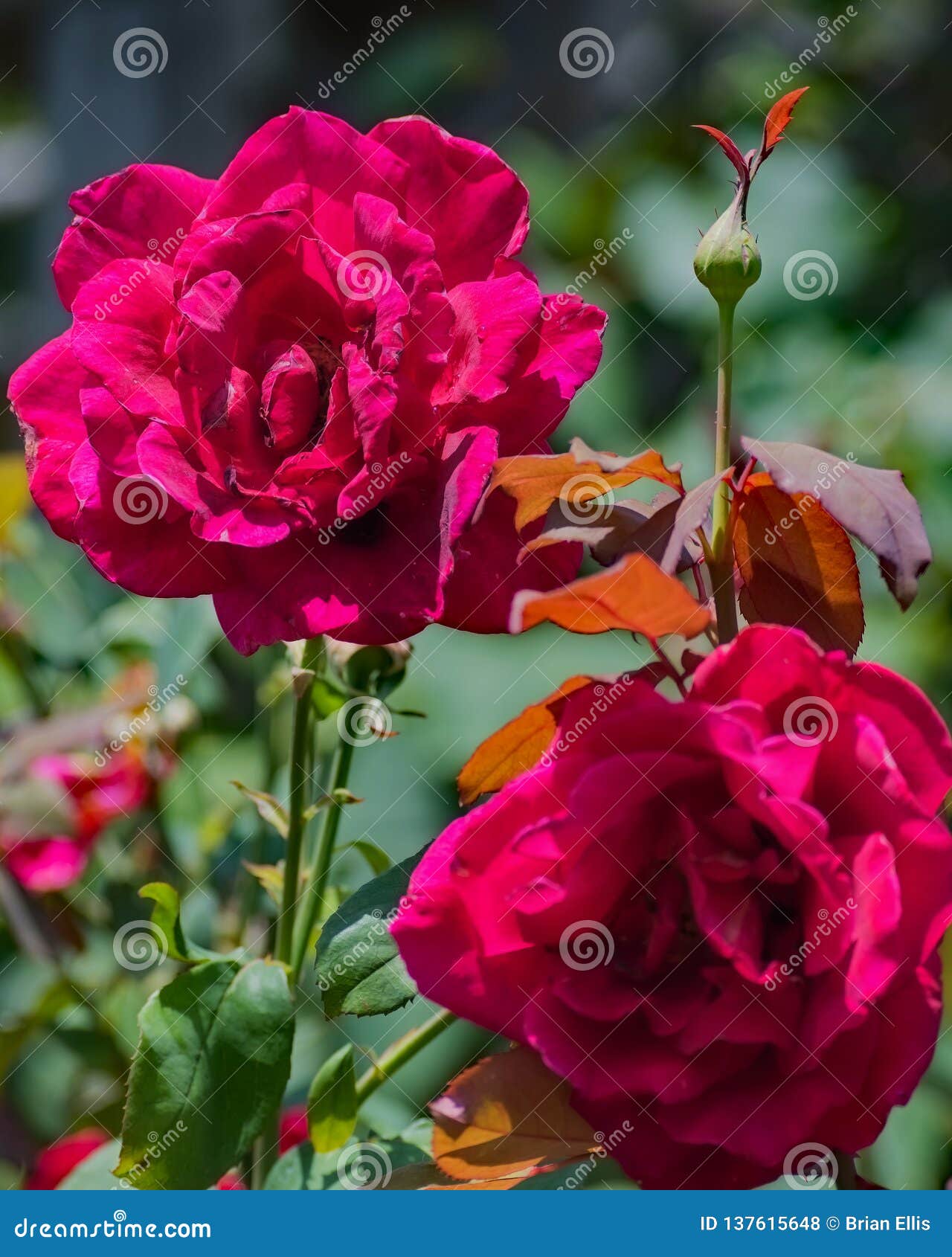 Roses from the Garden stock photo. Image of beauty, colorful 137615648