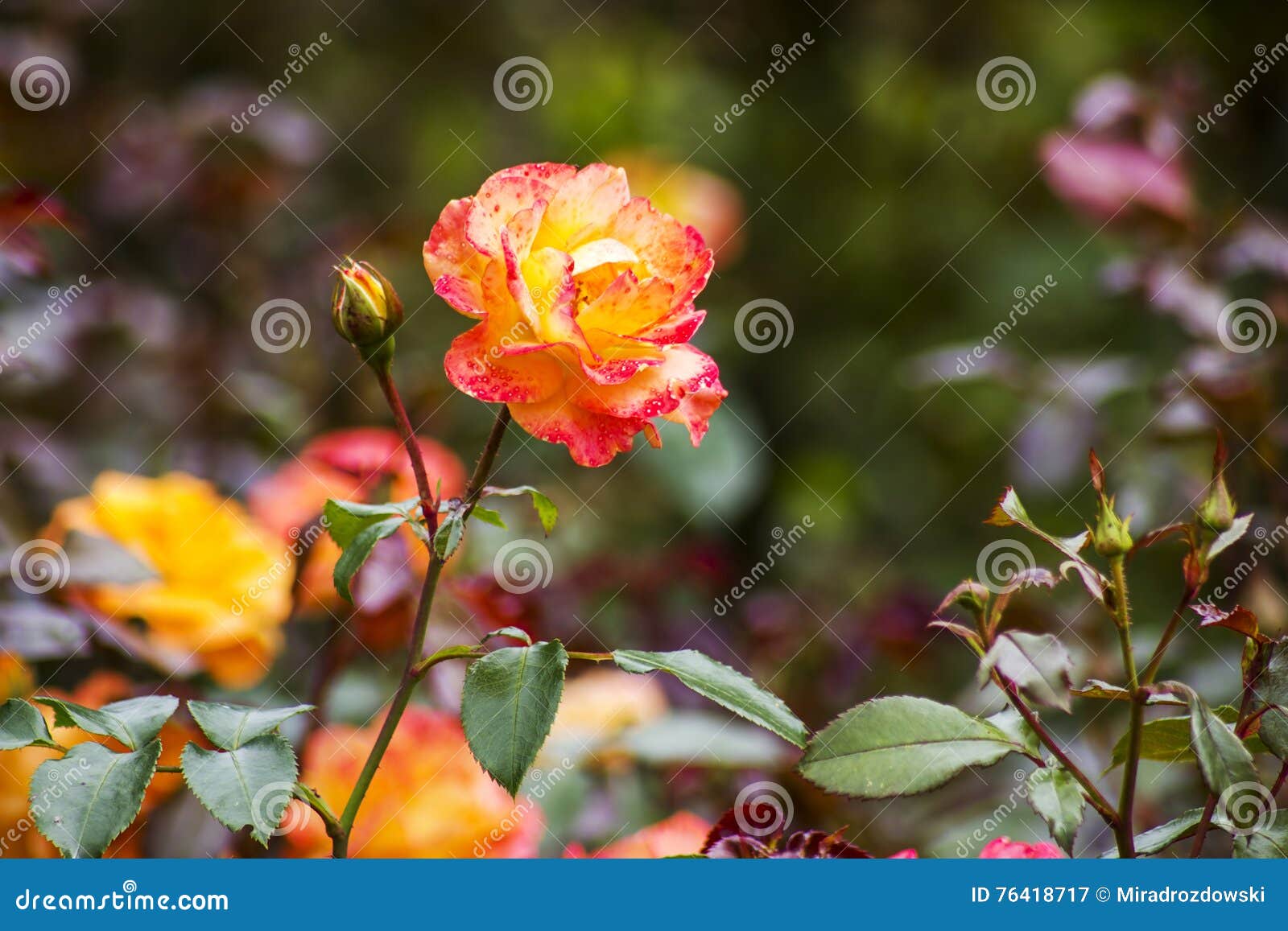 Roses in the garden stock image. Image of spring, flower 76418717
